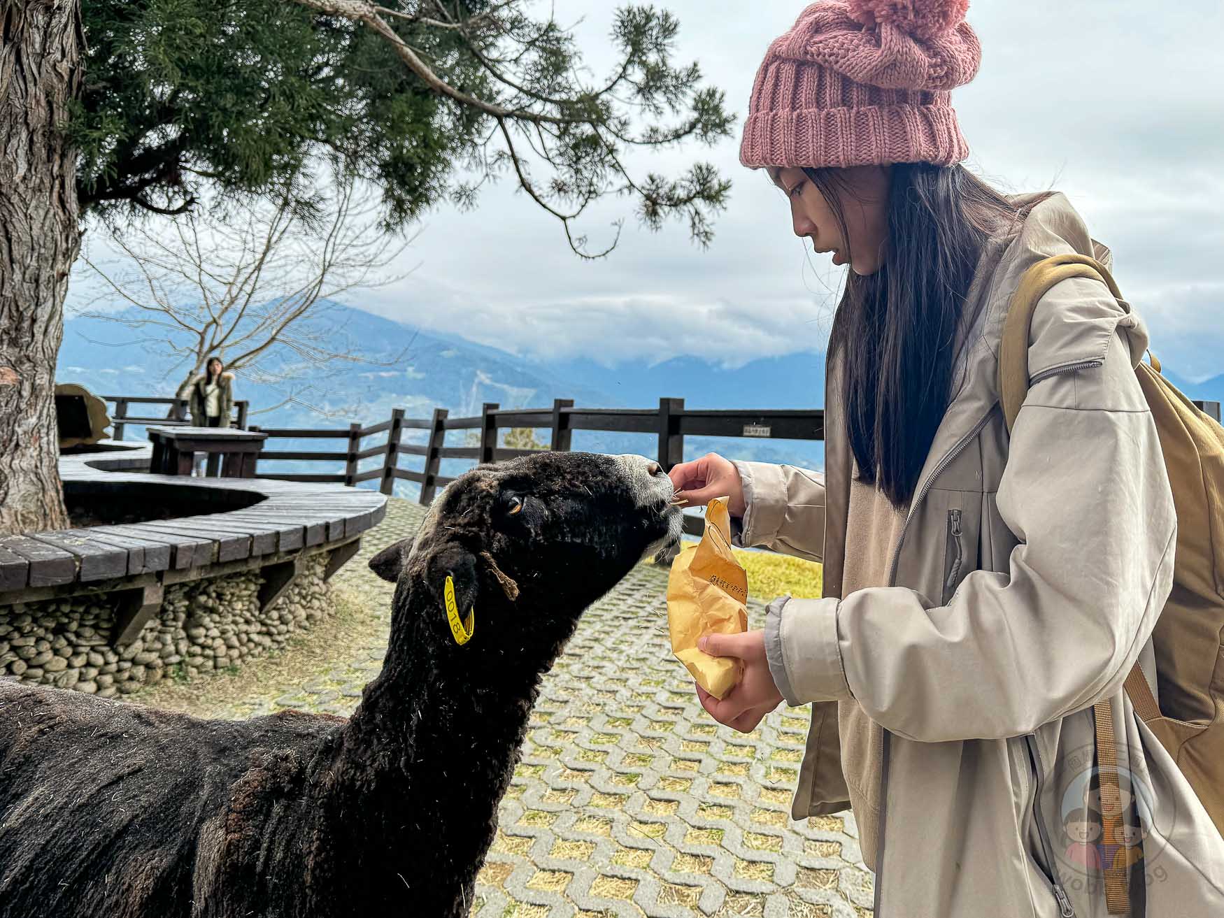 南投｜清境農場》台灣小瑞士，綿羊秀、馬術秀，還有高空景觀天空步道。