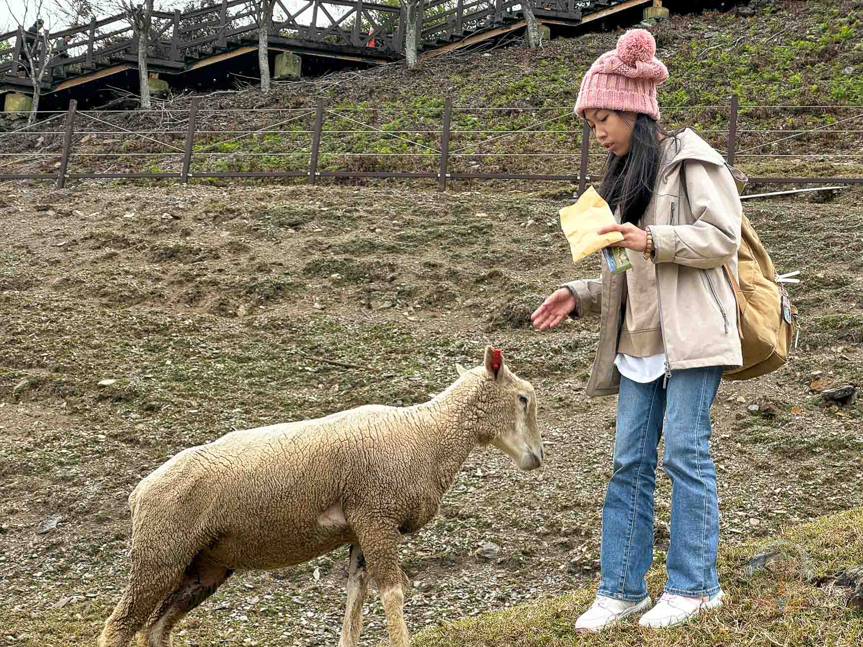 南投｜清境農場》台灣小瑞士，綿羊秀、馬術秀，還有高空景觀天空步道。
