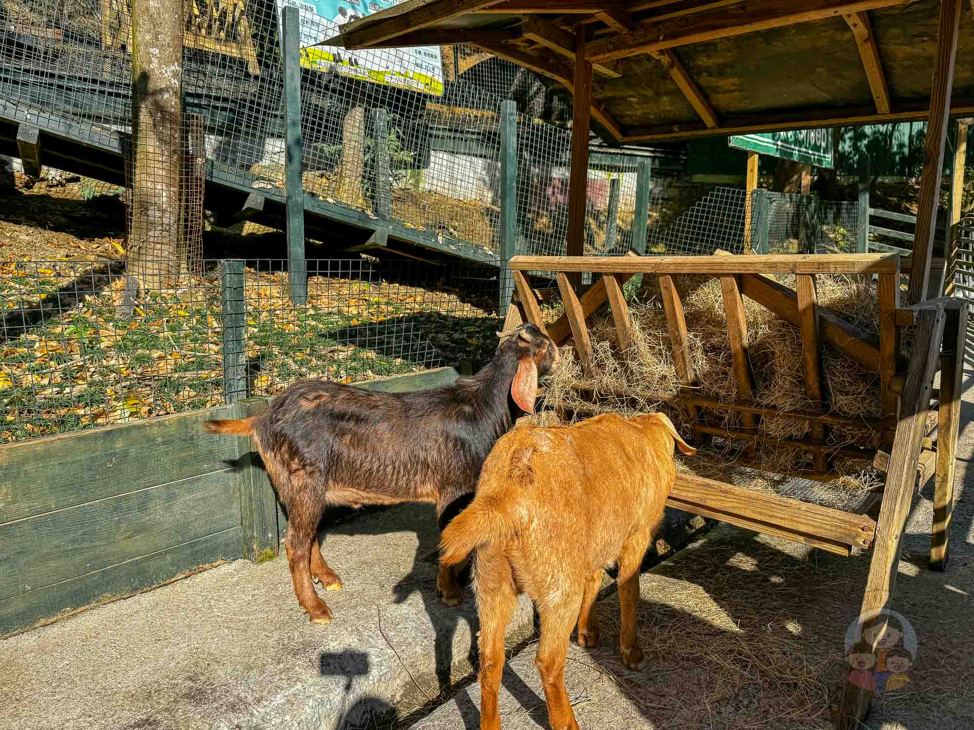 新竹｜綠世界生態農場 2025門票》亞洲最大的亞熱帶雨林生態園區、六大主題公園、草尼馬、可愛動物、落羽松夢幻步道。