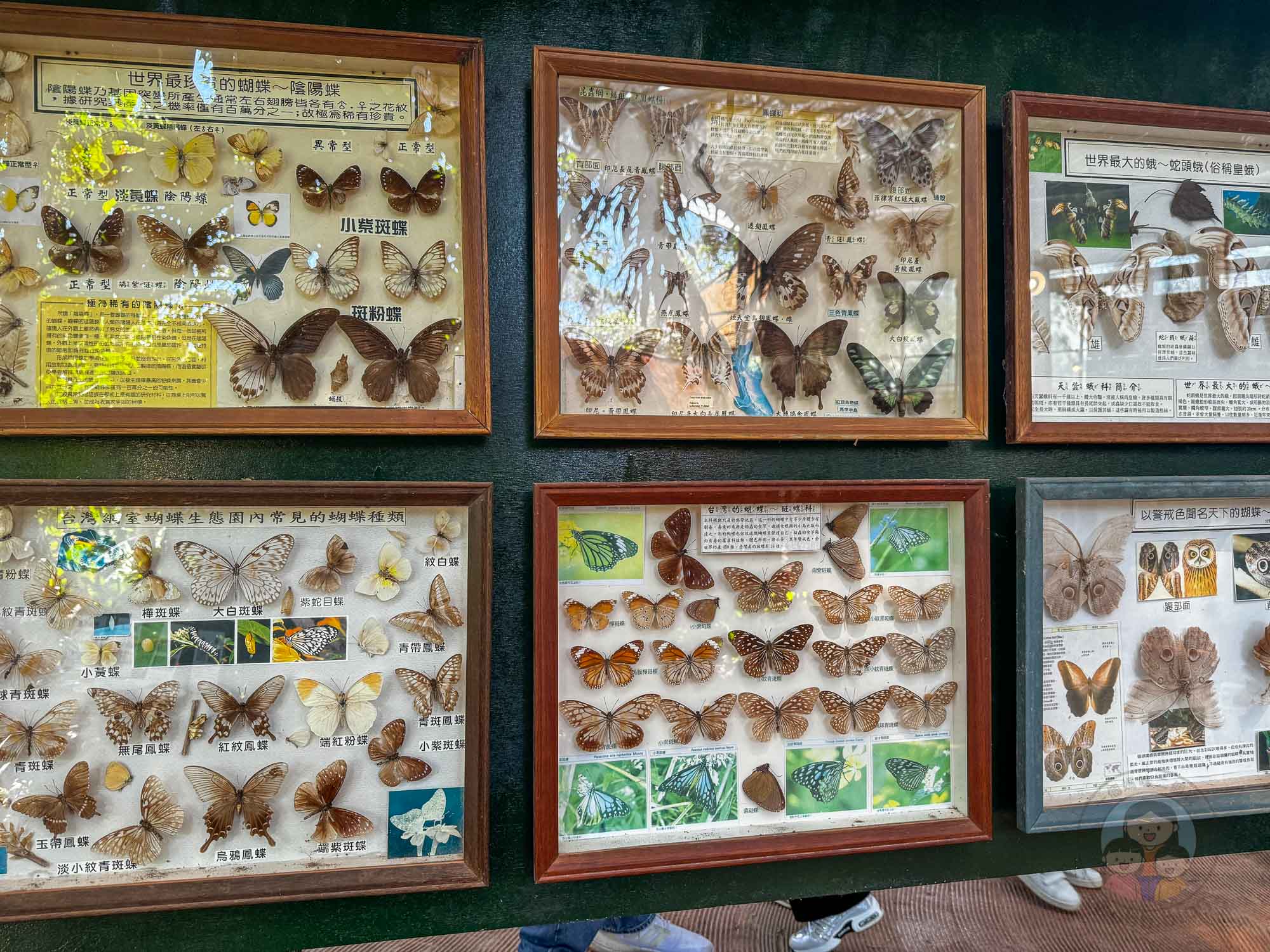 新竹｜綠世界生態農場 2025門票》亞洲最大的亞熱帶雨林生態園區、六大主題公園、草尼馬、可愛動物、落羽松夢幻步道。