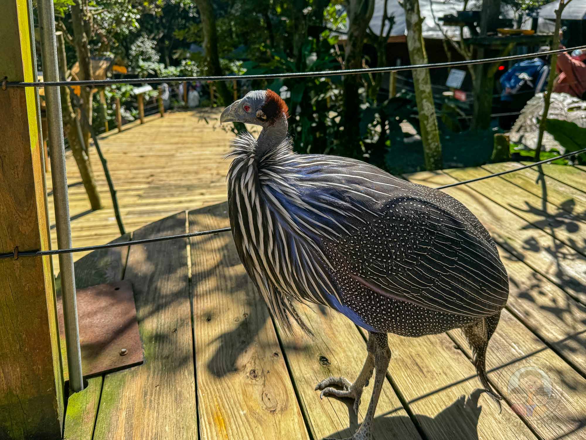 新竹｜綠世界生態農場 2025門票》亞洲最大的亞熱帶雨林生態園區、六大主題公園、草尼馬、可愛動物、落羽松夢幻步道。