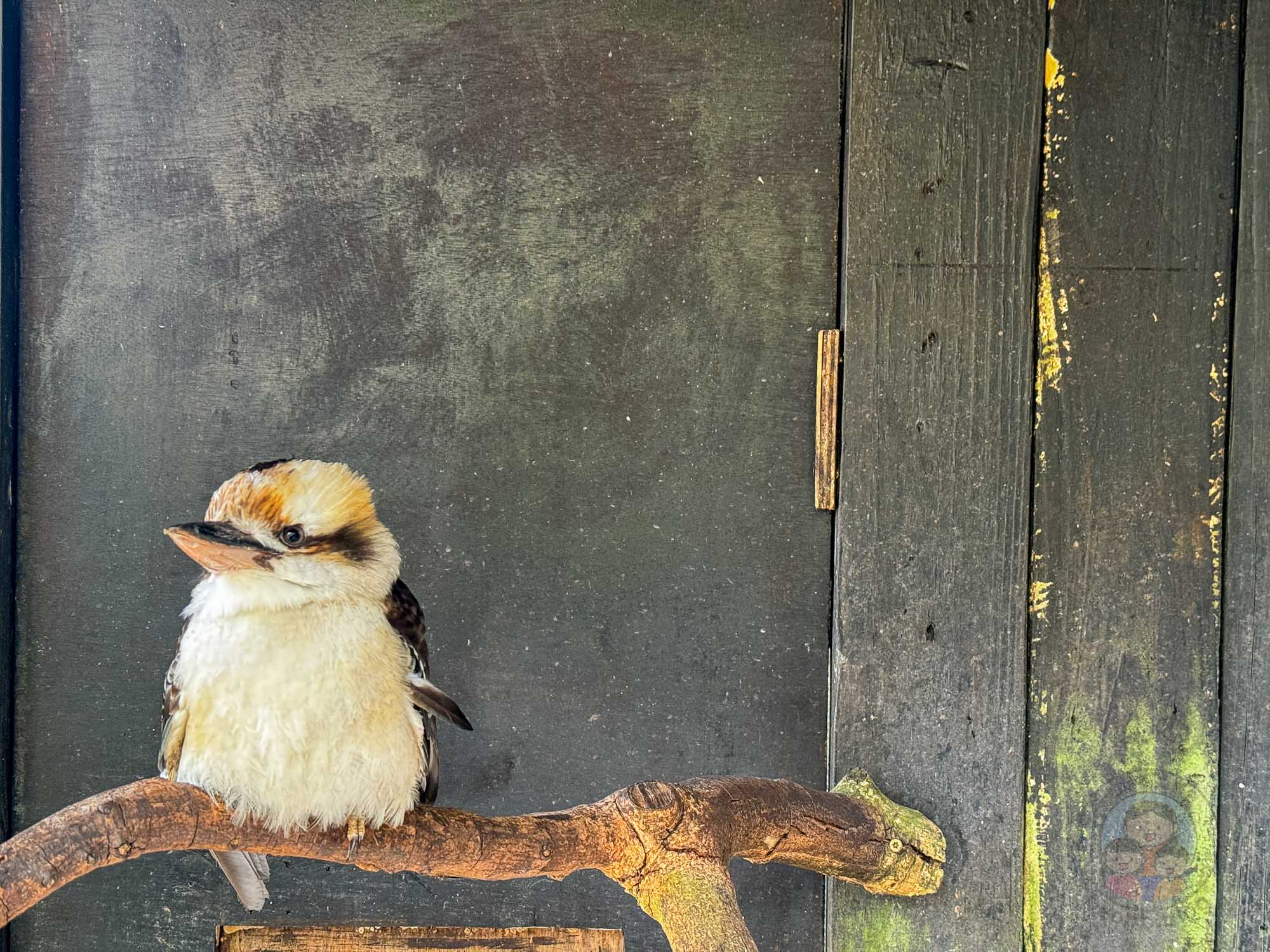 新竹｜綠世界生態農場 2025門票》亞洲最大的亞熱帶雨林生態園區、六大主題公園、草尼馬、可愛動物、落羽松夢幻步道。