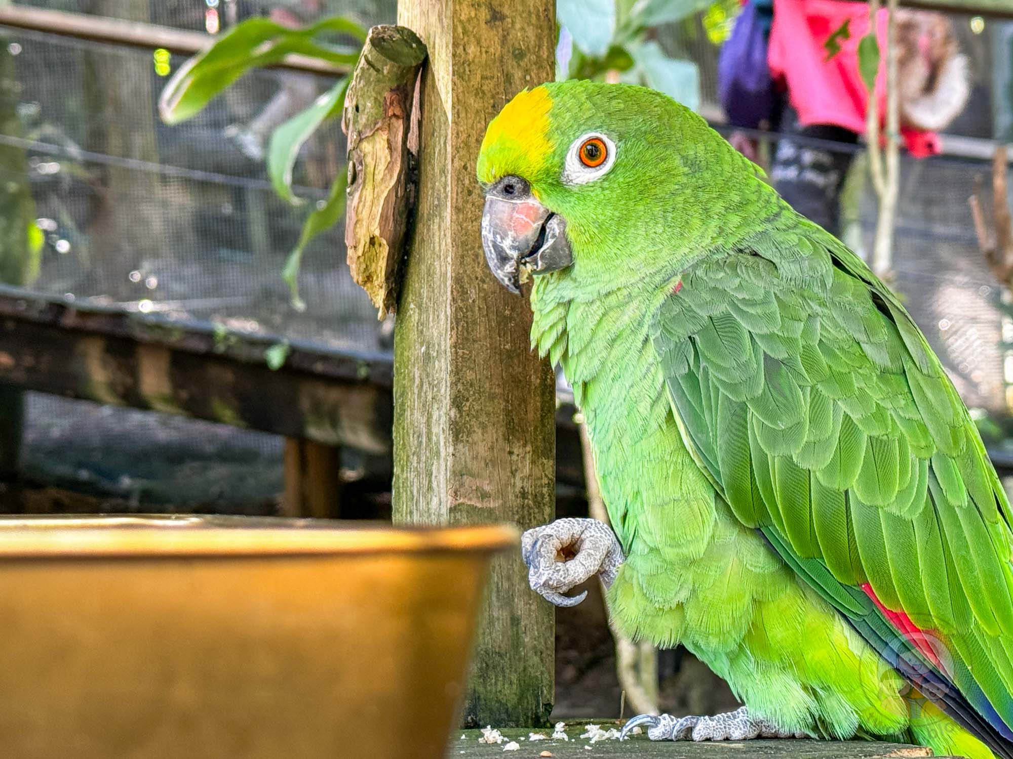 新竹｜綠世界生態農場 2025門票》亞洲最大的亞熱帶雨林生態園區、六大主題公園、草尼馬、可愛動物、落羽松夢幻步道。