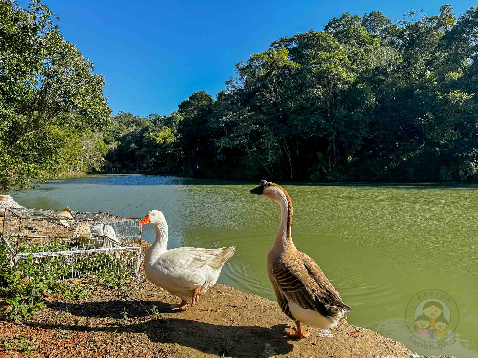 新竹｜綠世界生態農場 2025門票》亞洲最大的亞熱帶雨林生態園區、六大主題公園、草尼馬、可愛動物、落羽松夢幻步道。