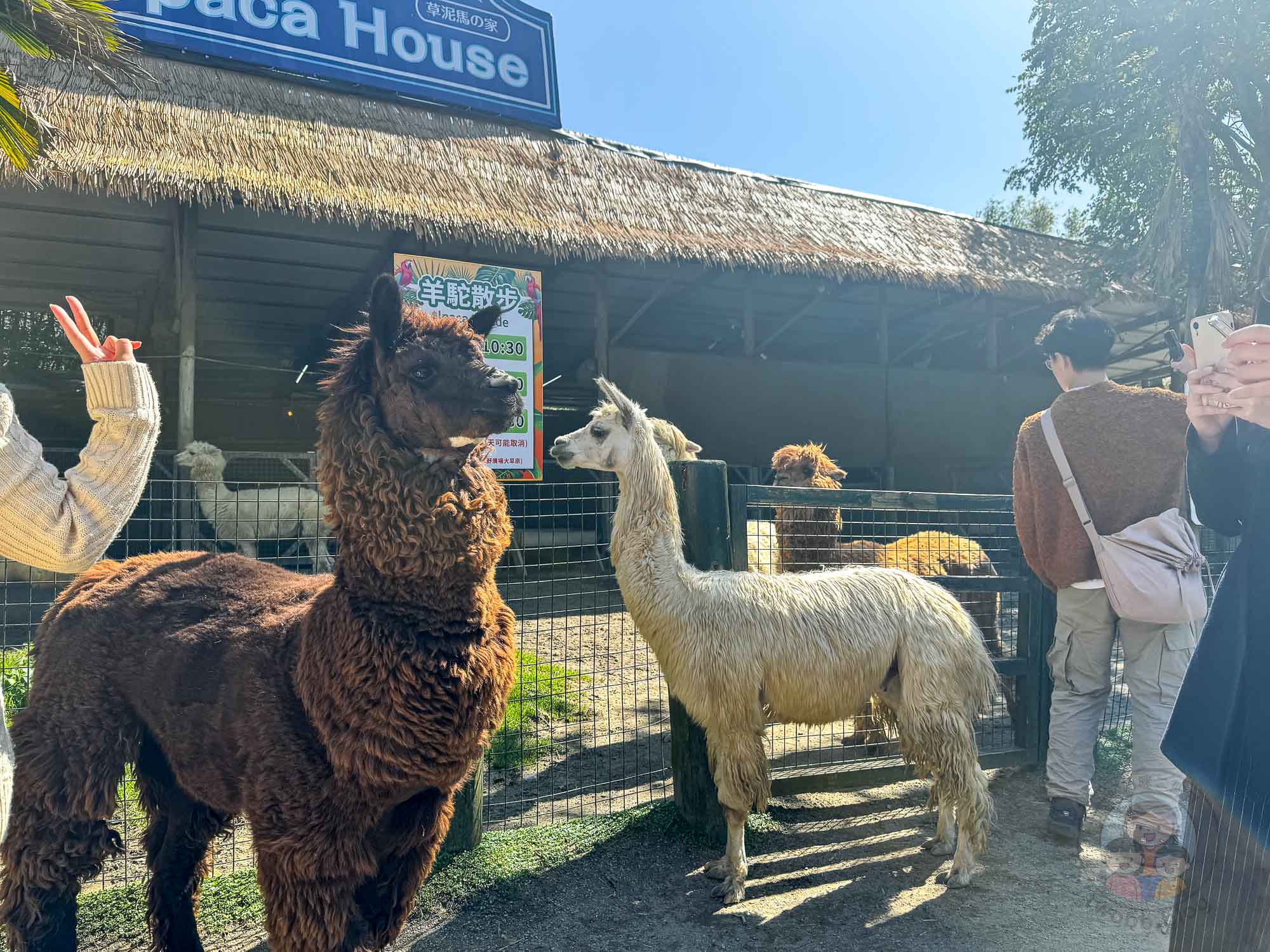 新竹｜綠世界生態農場 2025門票》亞洲最大的亞熱帶雨林生態園區、六大主題公園、草尼馬、可愛動物、落羽松夢幻步道。