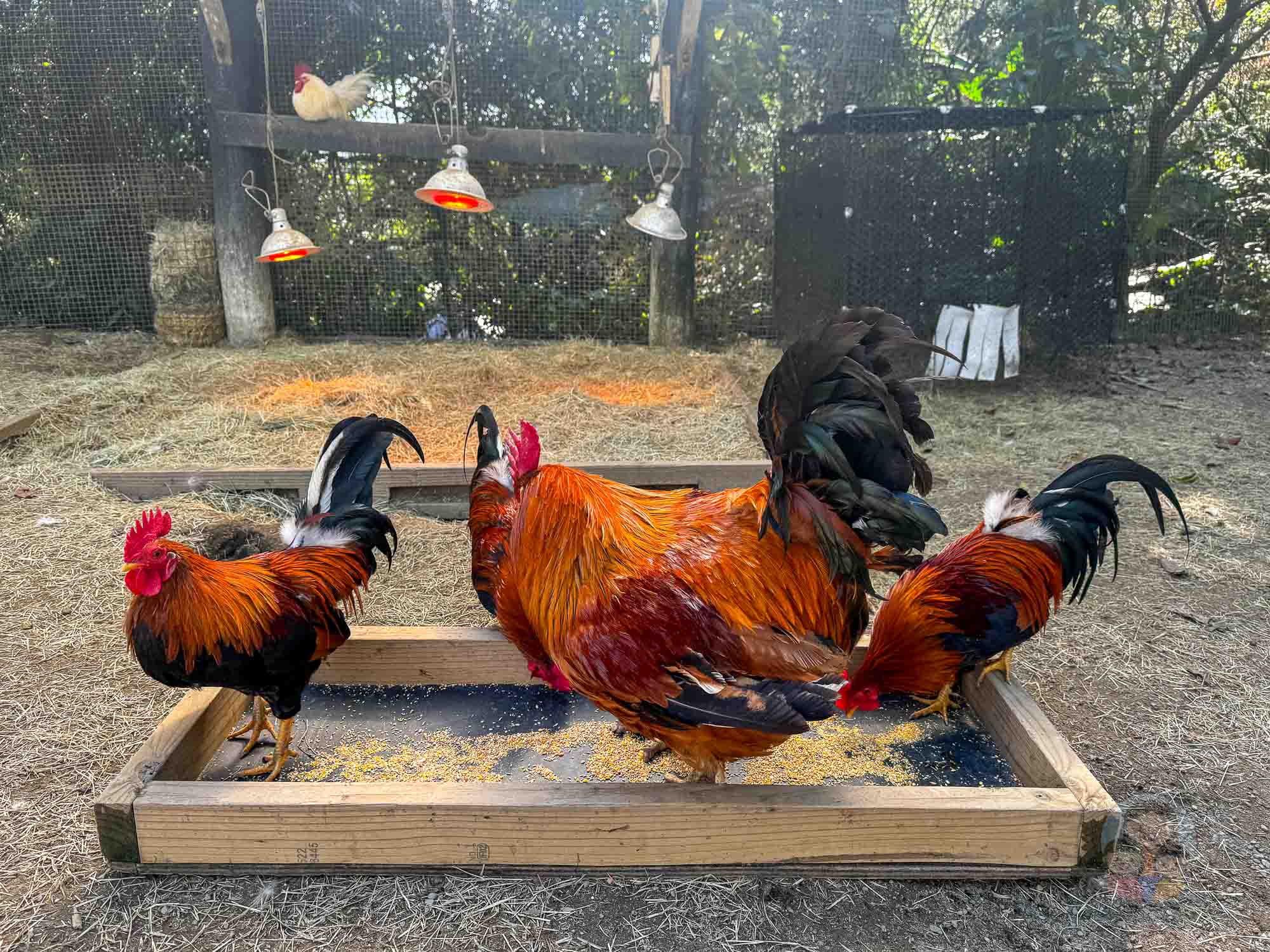 新竹｜綠世界生態農場 2025門票》亞洲最大的亞熱帶雨林生態園區、六大主題公園、草尼馬、可愛動物、落羽松夢幻步道。