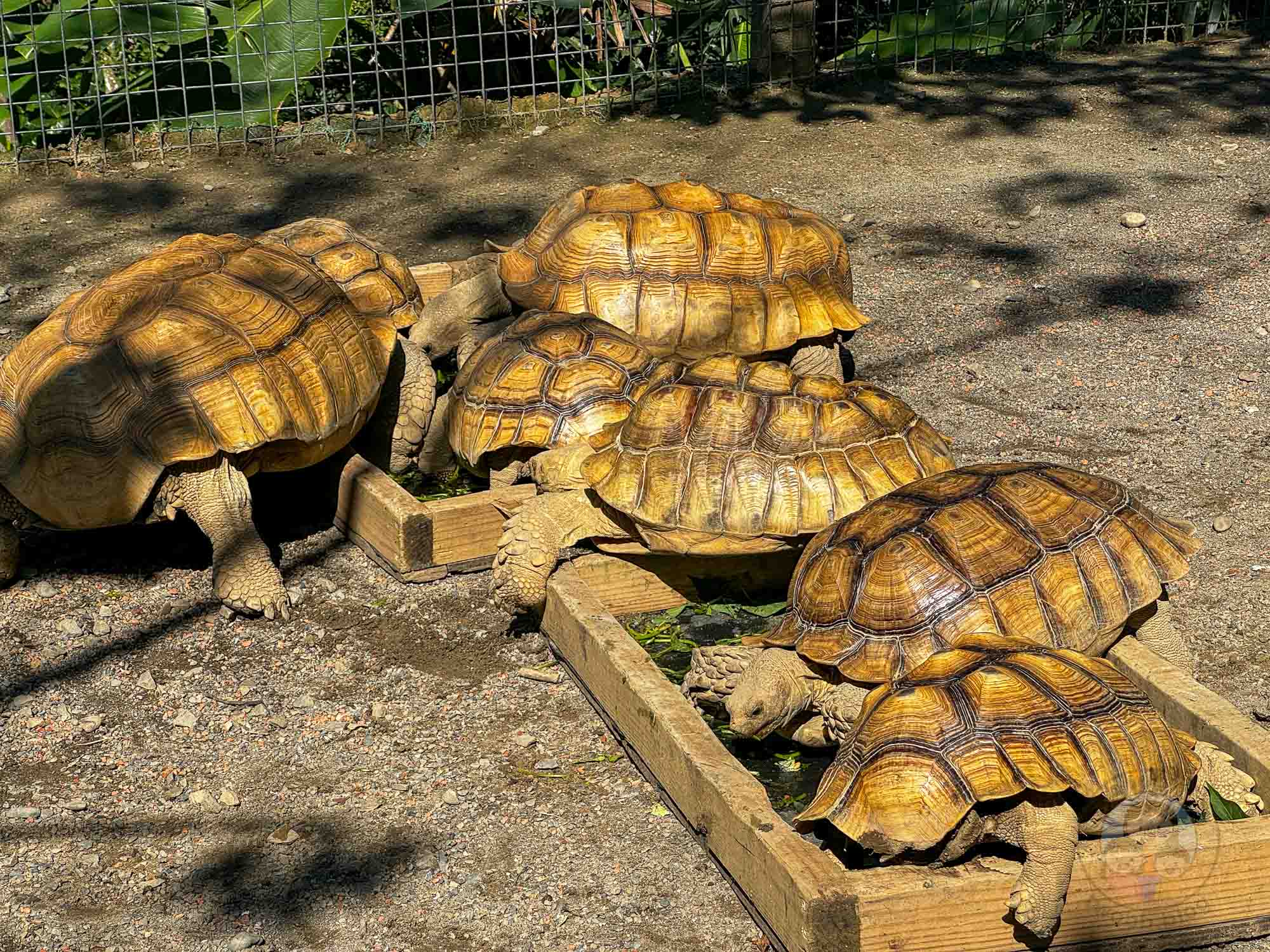 新竹｜綠世界生態農場 2025門票》亞洲最大的亞熱帶雨林生態園區、六大主題公園、草尼馬、可愛動物、落羽松夢幻步道。