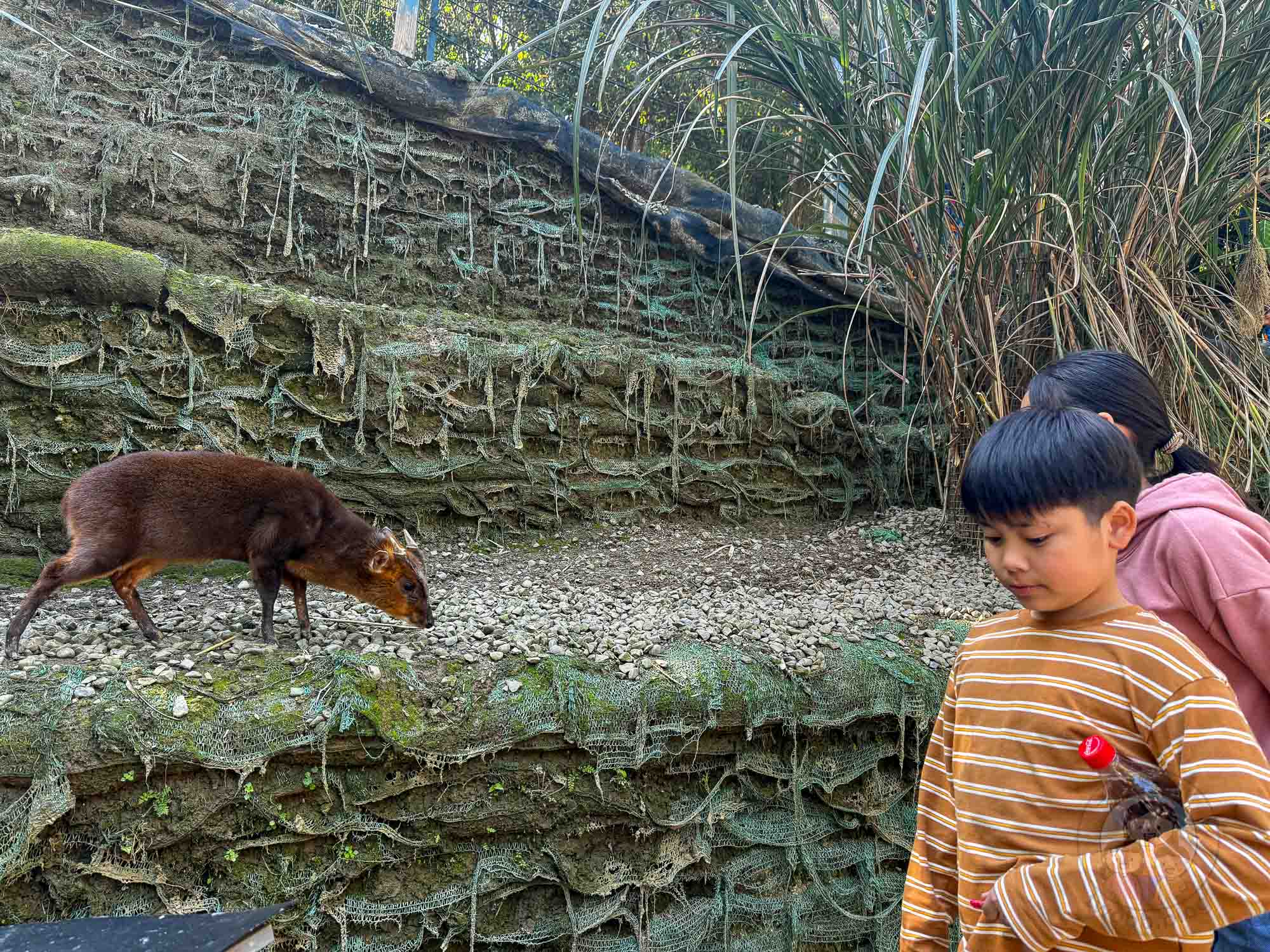 新竹｜綠世界生態農場 2025門票》亞洲最大的亞熱帶雨林生態園區、六大主題公園、草尼馬、可愛動物、落羽松夢幻步道。