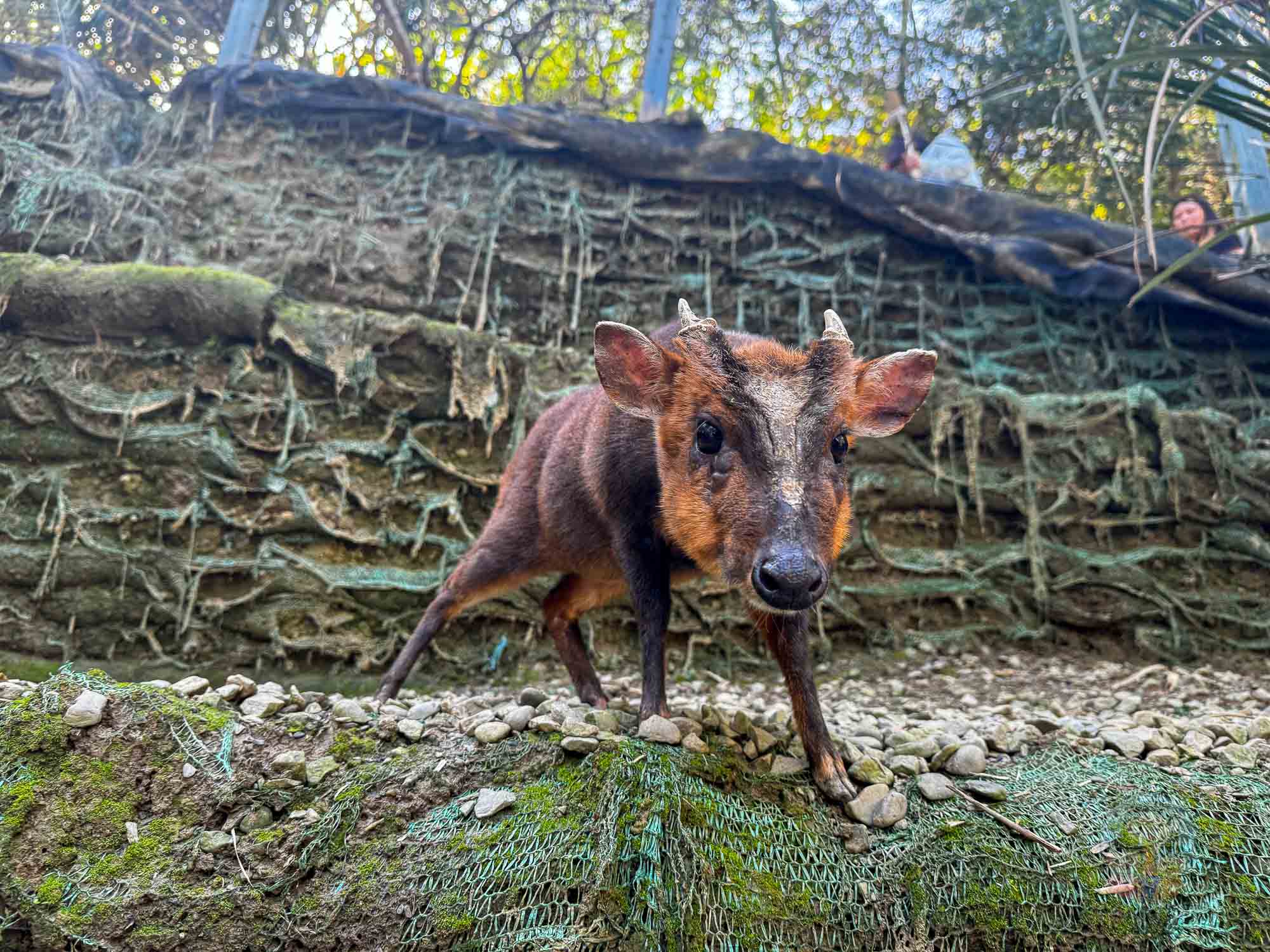 新竹｜綠世界生態農場 2025門票》亞洲最大的亞熱帶雨林生態園區、六大主題公園、草尼馬、可愛動物、落羽松夢幻步道。