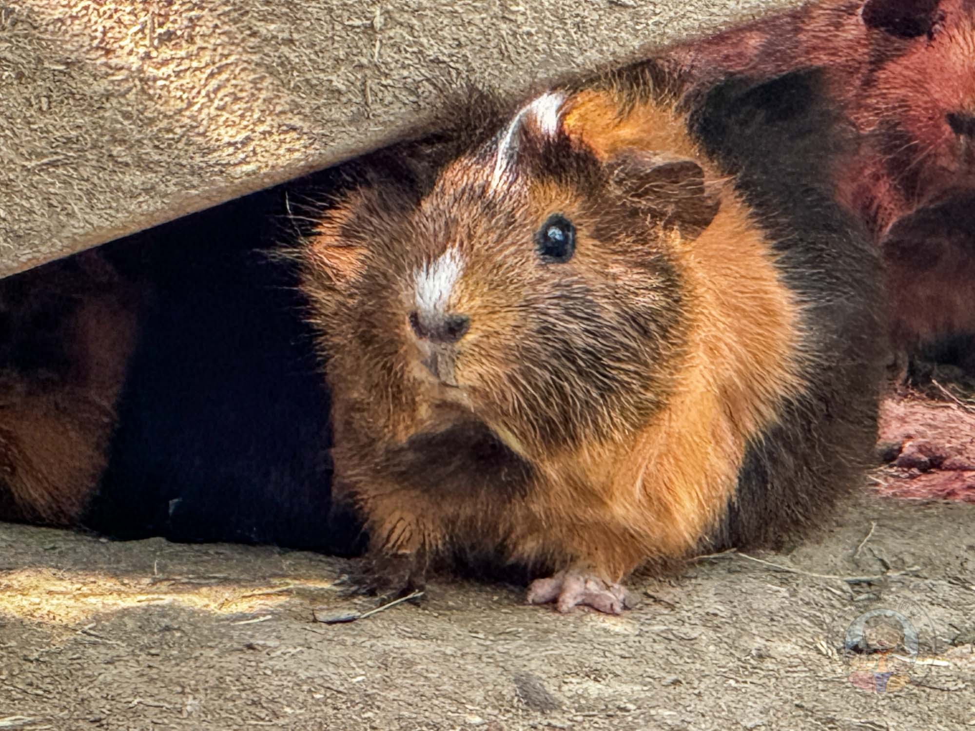 新竹｜綠世界生態農場 2025門票》亞洲最大的亞熱帶雨林生態園區、六大主題公園、草尼馬、可愛動物、落羽松夢幻步道。