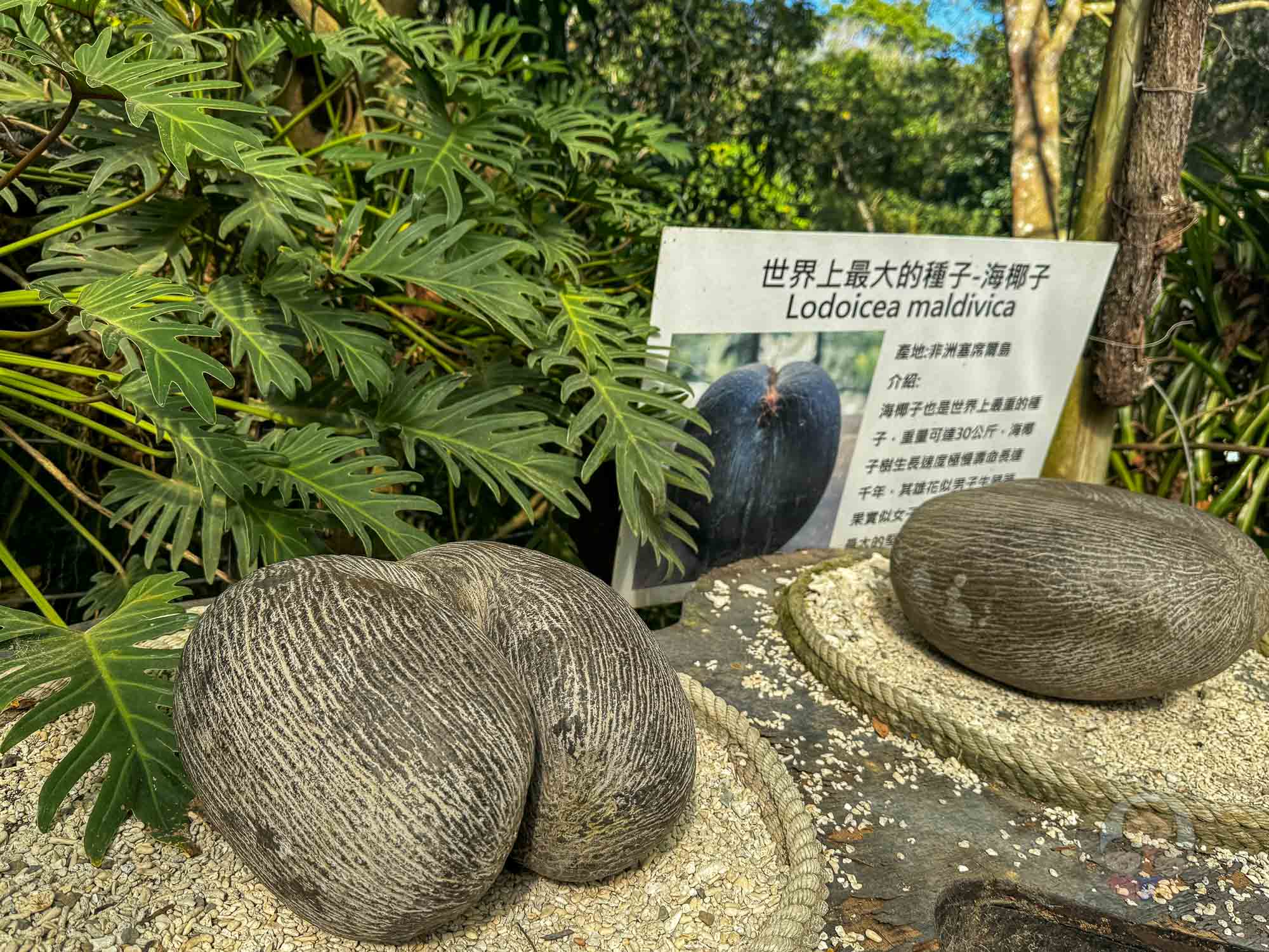 新竹｜綠世界生態農場 2025門票》亞洲最大的亞熱帶雨林生態園區、六大主題公園、草尼馬、可愛動物、落羽松夢幻步道。