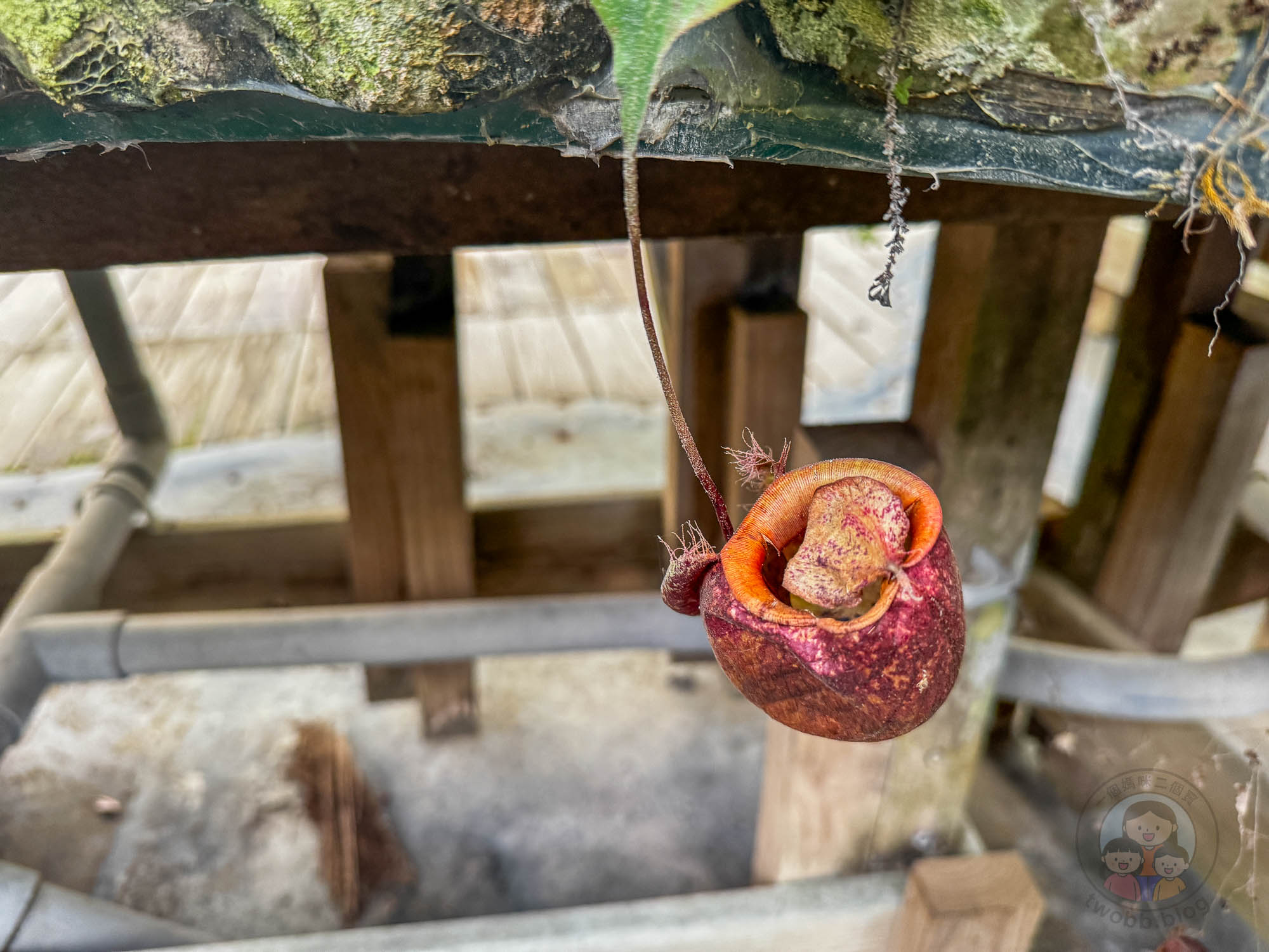 新竹｜綠世界生態農場 2025門票》亞洲最大的亞熱帶雨林生態園區、六大主題公園、草尼馬、可愛動物、落羽松夢幻步道。