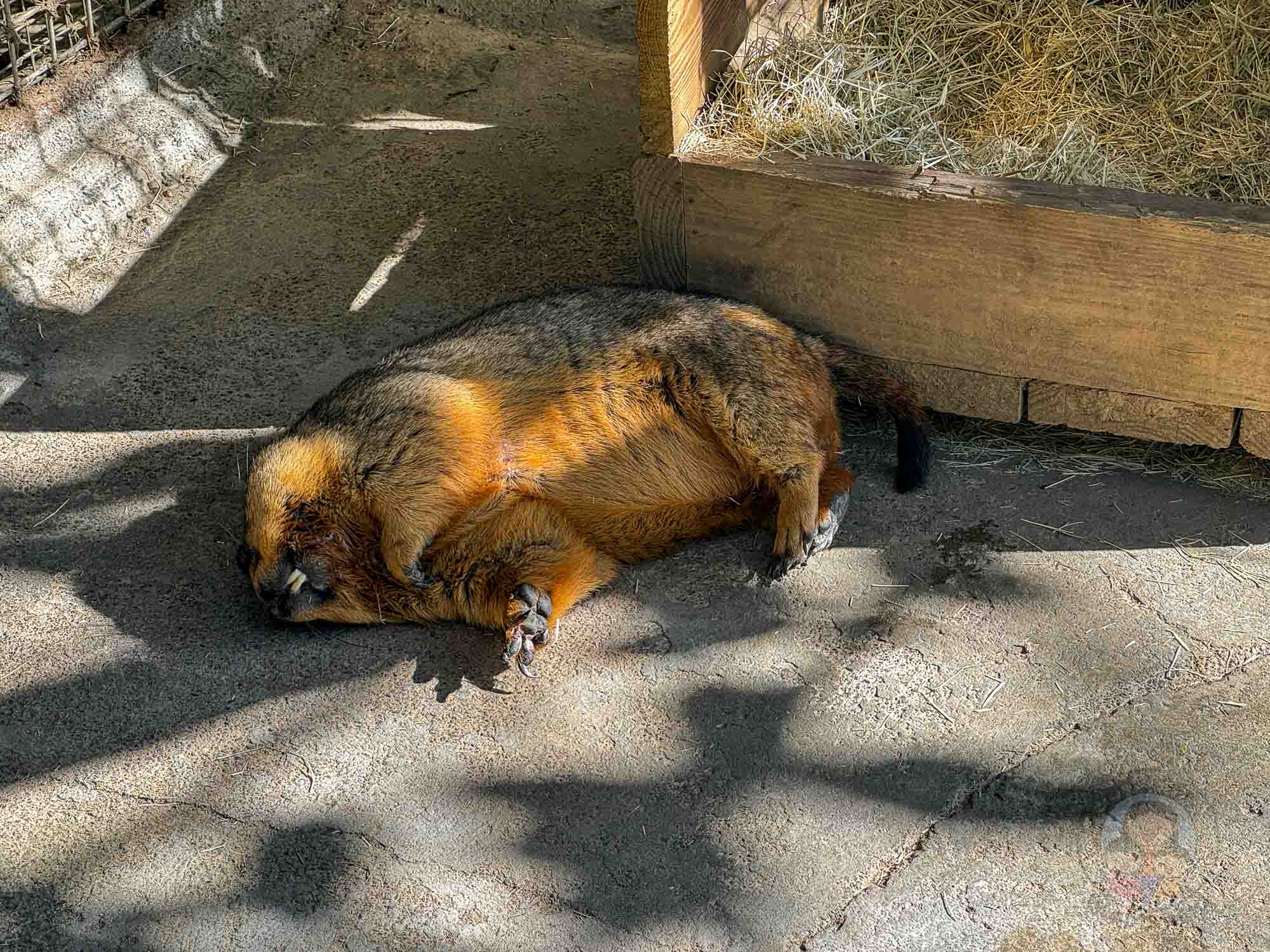 新竹｜綠世界生態農場 2025門票》亞洲最大的亞熱帶雨林生態園區、六大主題公園、草尼馬、可愛動物、落羽松夢幻步道。