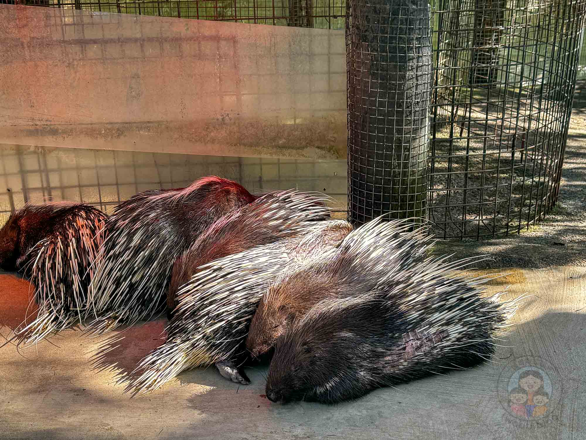 新竹｜綠世界生態農場 2025門票》亞洲最大的亞熱帶雨林生態園區、六大主題公園、草尼馬、可愛動物、落羽松夢幻步道。