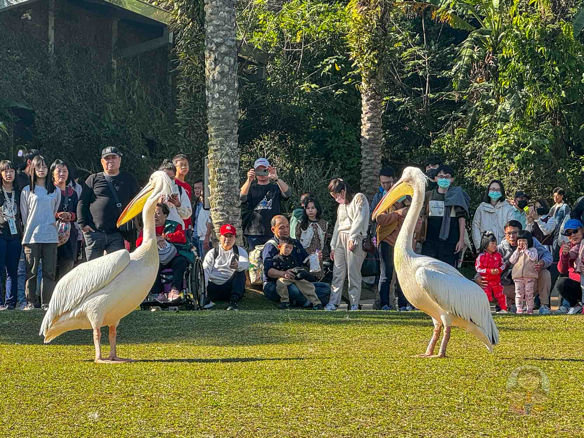 新竹｜綠世界生態農場 2025門票》亞洲最大的亞熱帶雨林生態園區、六大主題公園、草尼馬、可愛動物、落羽松夢幻步道。