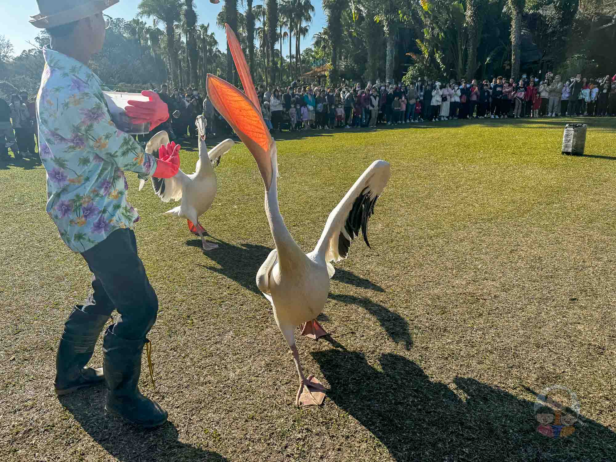 新竹｜綠世界生態農場 2025門票》亞洲最大的亞熱帶雨林生態園區、六大主題公園、草尼馬、可愛動物、落羽松夢幻步道。