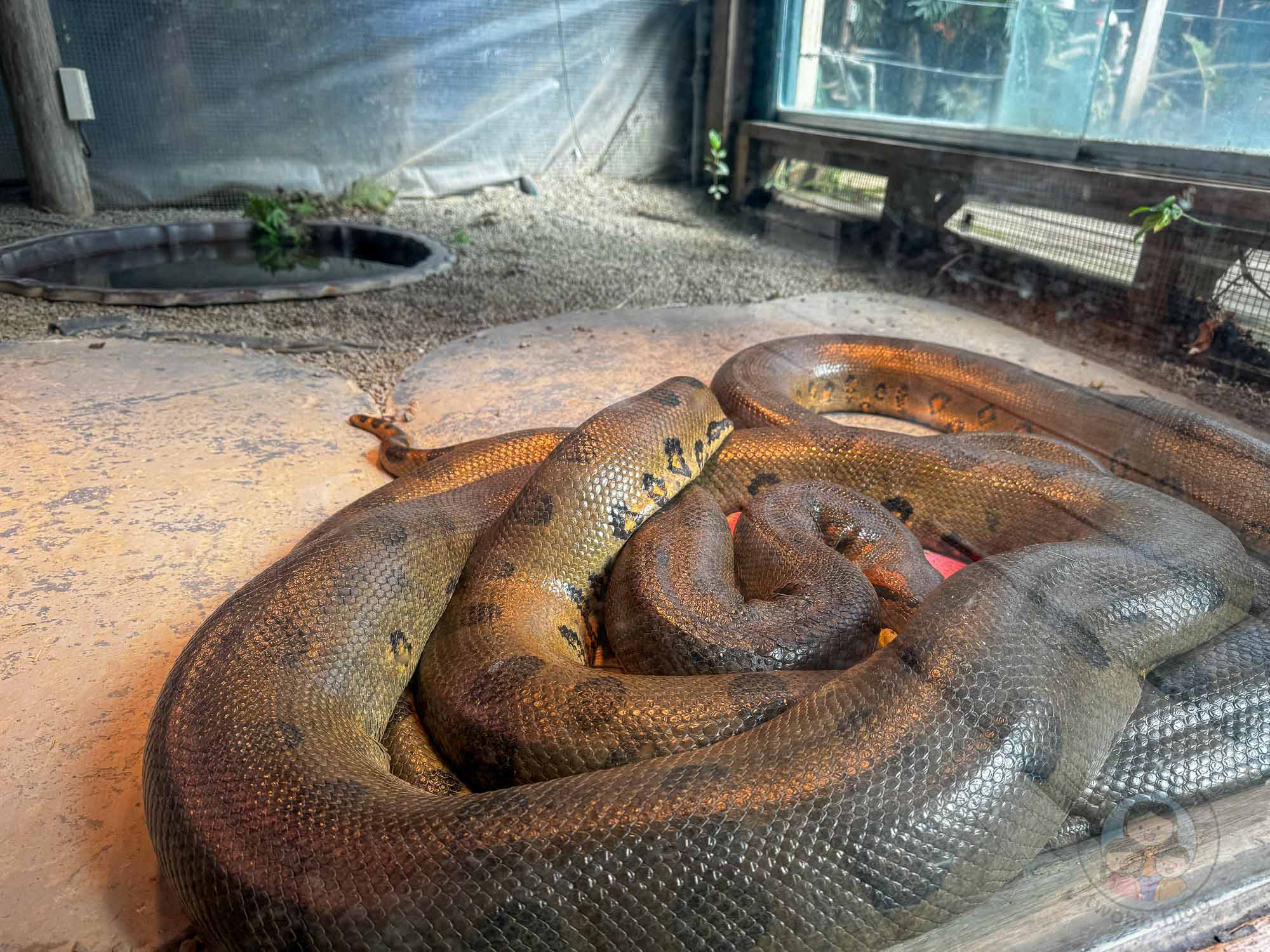 新竹｜綠世界生態農場 2025門票》亞洲最大的亞熱帶雨林生態園區、六大主題公園、草尼馬、可愛動物、落羽松夢幻步道。