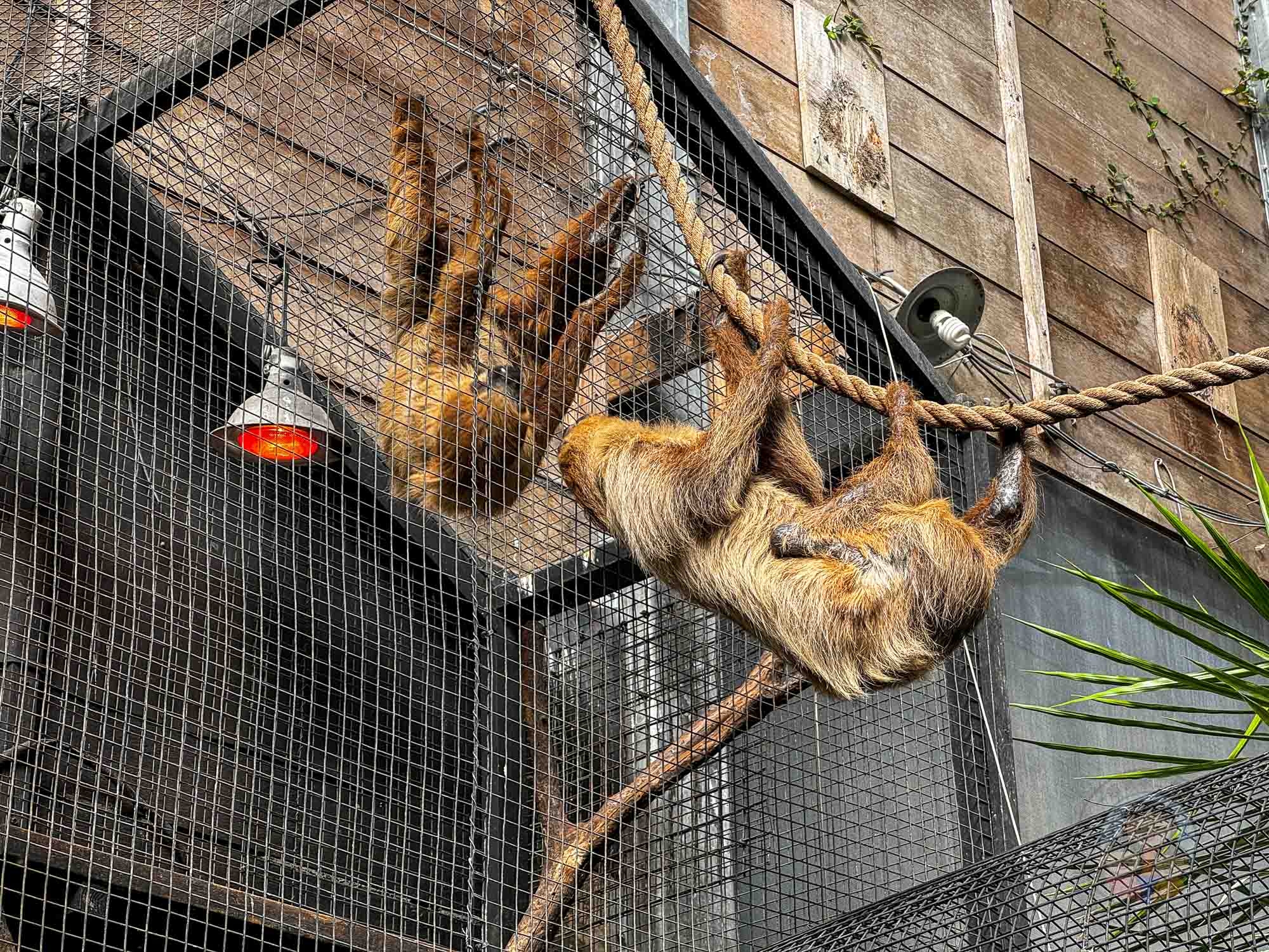 新竹｜綠世界生態農場 2025門票》亞洲最大的亞熱帶雨林生態園區、六大主題公園、草尼馬、可愛動物、落羽松夢幻步道。