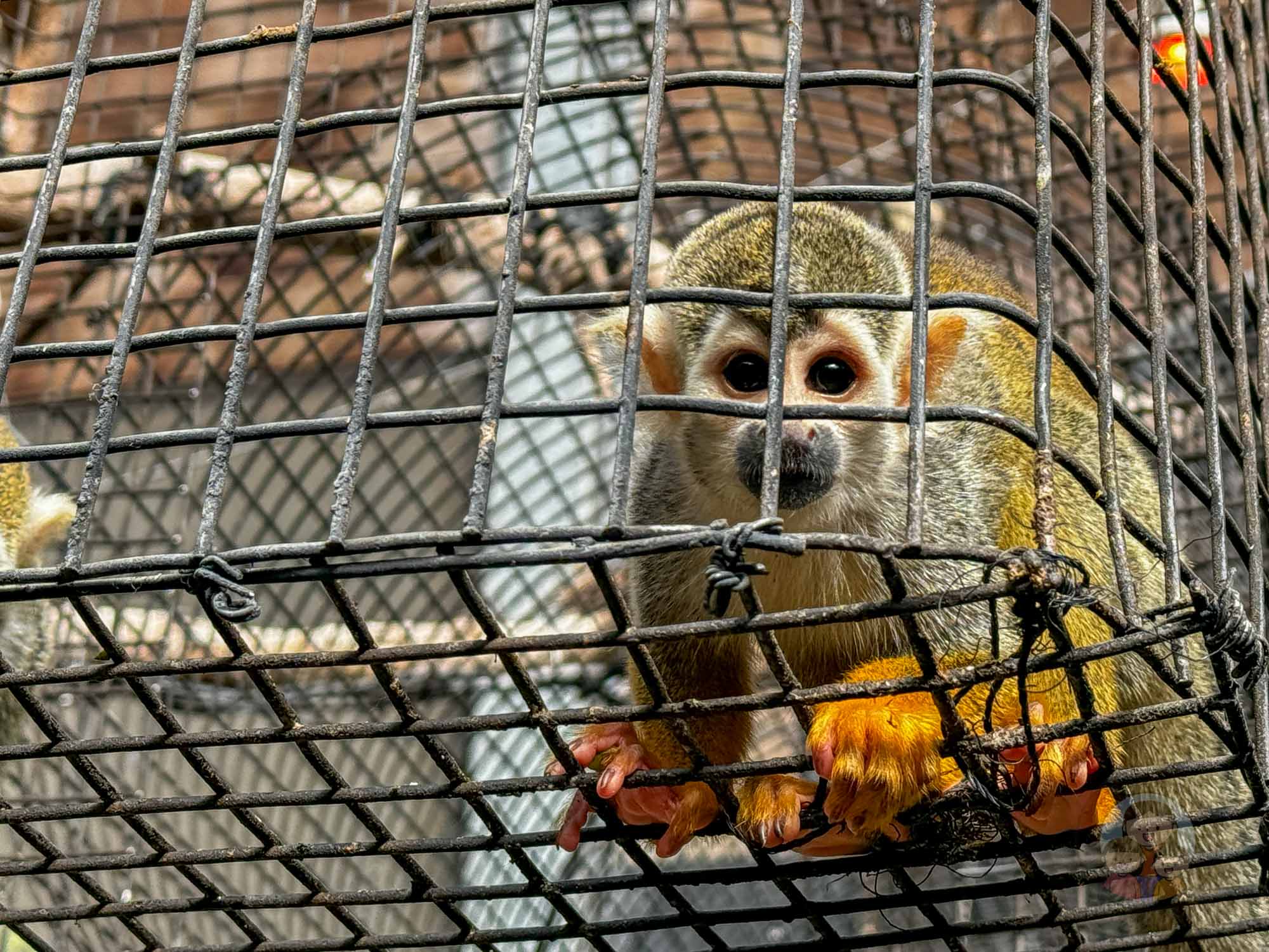 新竹｜綠世界生態農場 2025門票》亞洲最大的亞熱帶雨林生態園區、六大主題公園、草尼馬、可愛動物、落羽松夢幻步道。