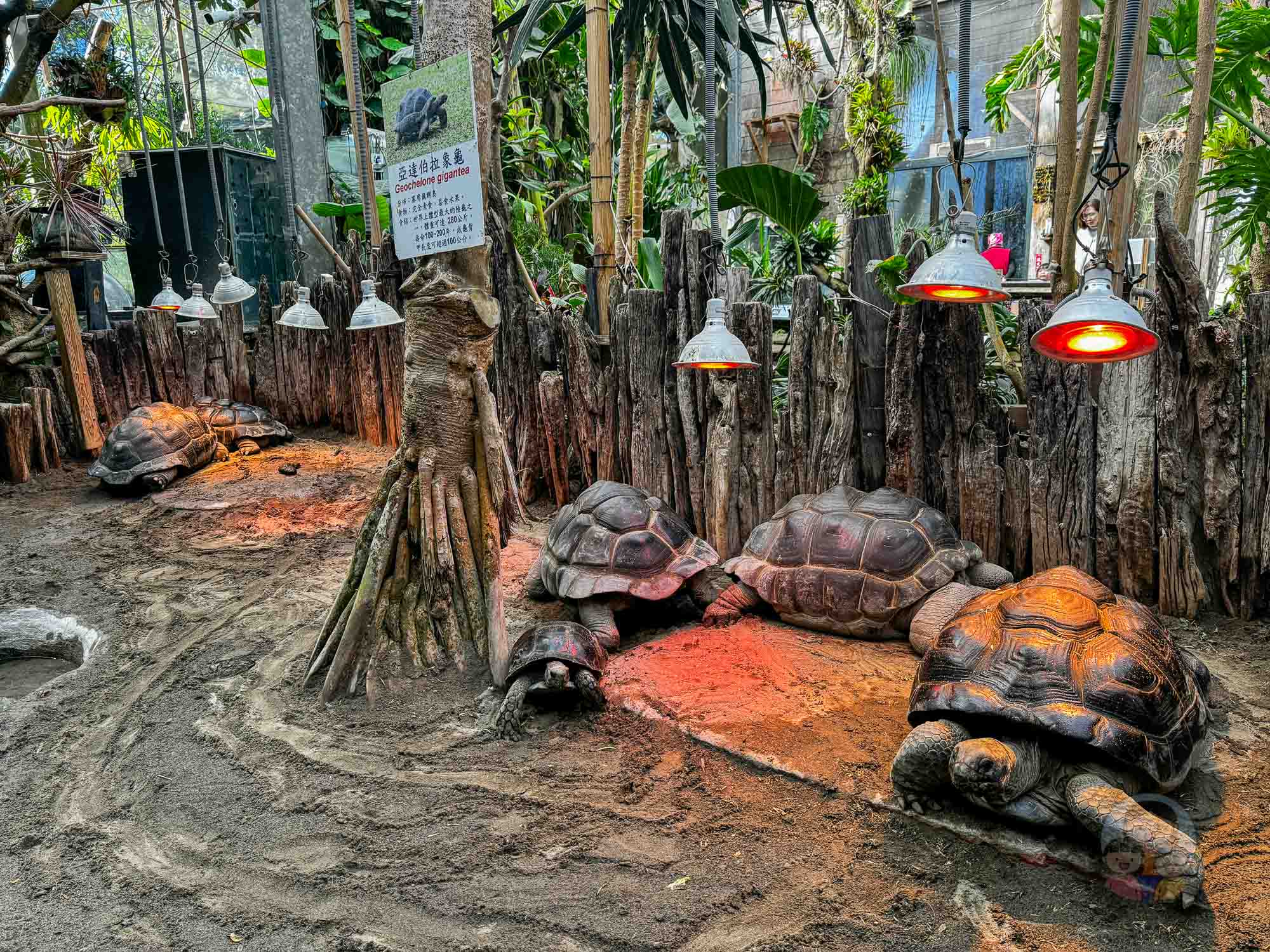 新竹｜綠世界生態農場 2025門票》亞洲最大的亞熱帶雨林生態園區、六大主題公園、草尼馬、可愛動物、落羽松夢幻步道。