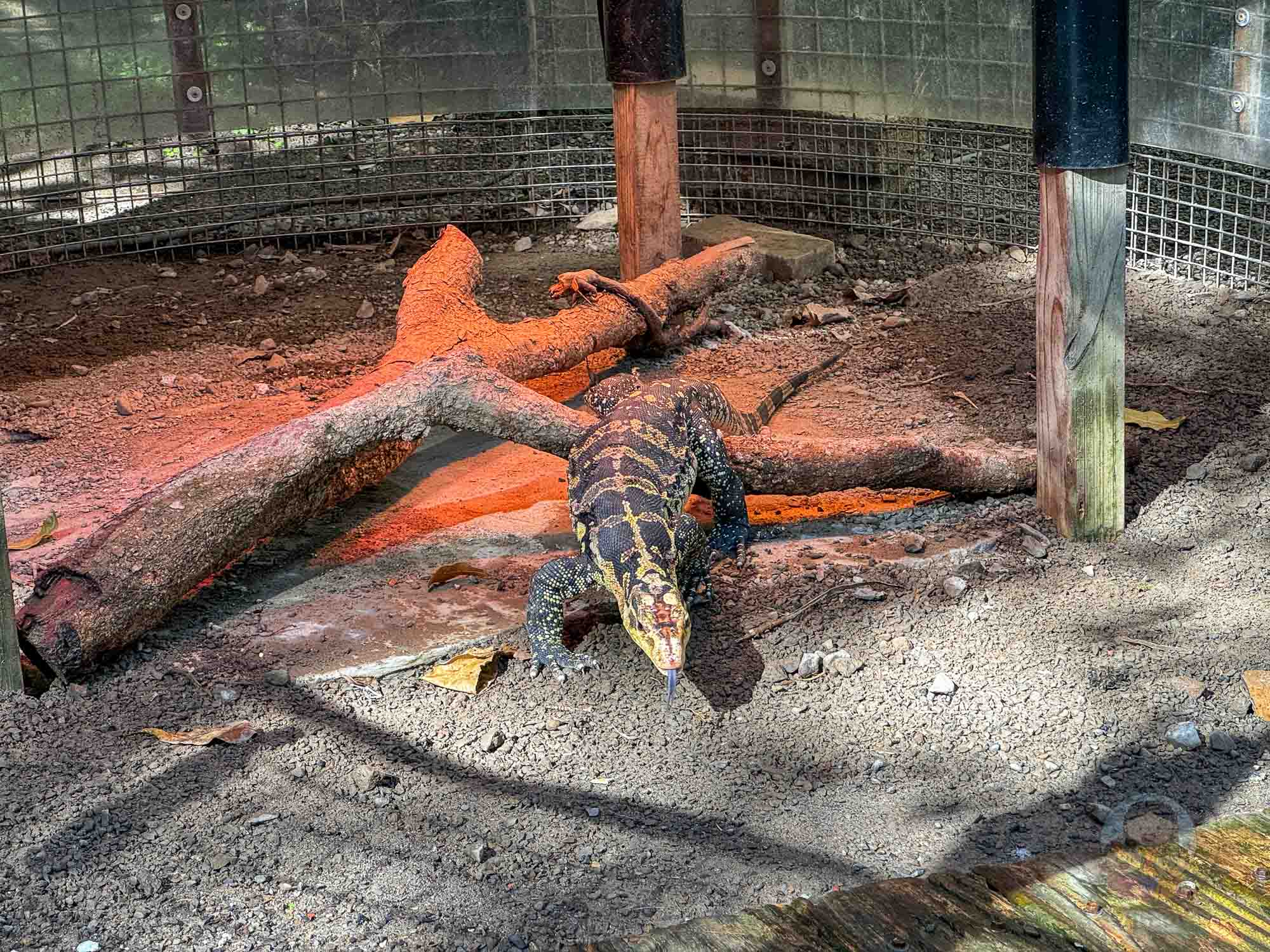 新竹｜綠世界生態農場 2025門票》亞洲最大的亞熱帶雨林生態園區、六大主題公園、草尼馬、可愛動物、落羽松夢幻步道。