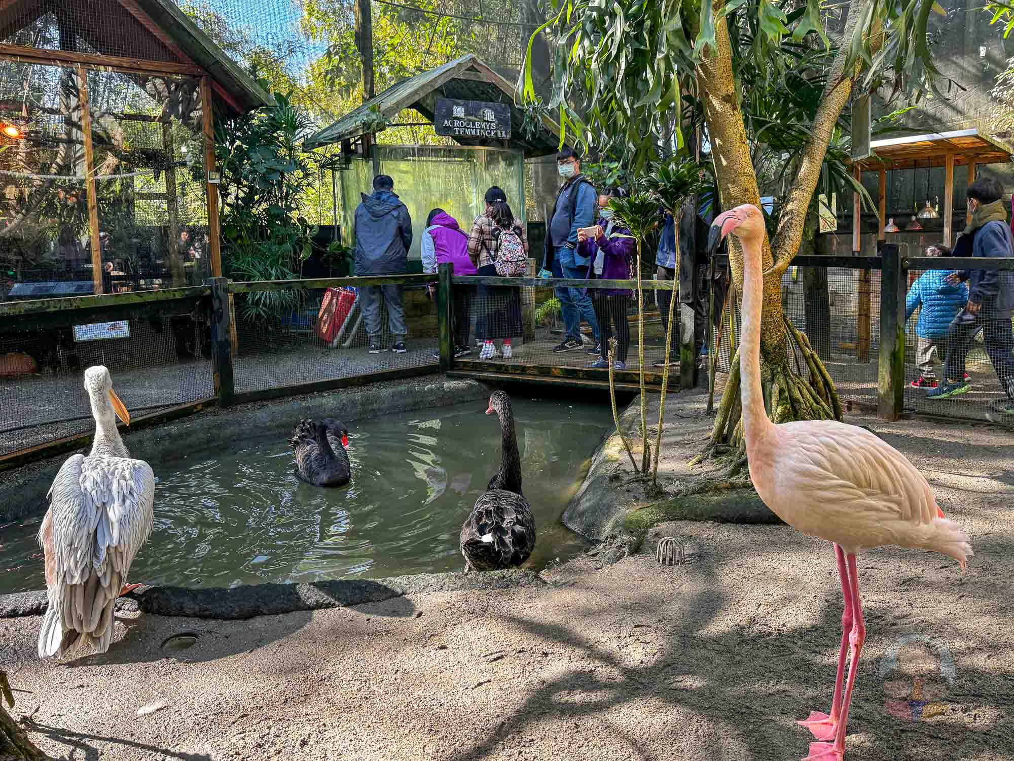 新竹｜綠世界生態農場 2025門票》亞洲最大的亞熱帶雨林生態園區、六大主題公園、草尼馬、可愛動物、落羽松夢幻步道。