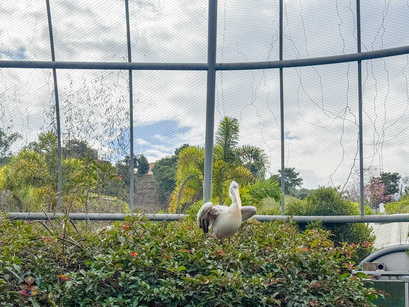南投｜九九峰動物樂園》2026門票，中部唯一大型動物鳥禽樂園，可愛動物、鸚鵡零距離互動，還有恐龍火車。