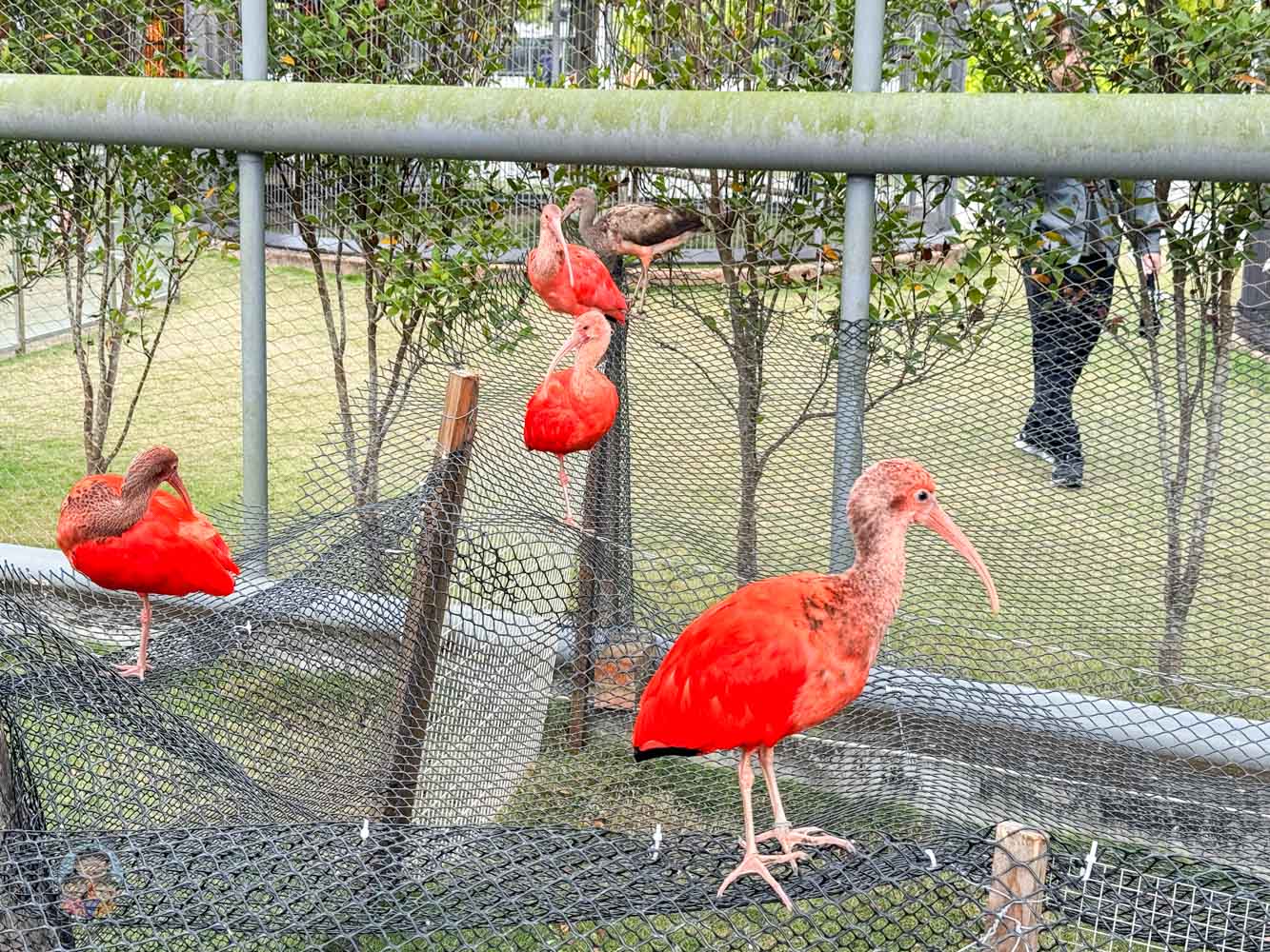 南投｜九九峰動物樂園》2026門票，中部唯一大型動物鳥禽樂園，可愛動物、鸚鵡零距離互動，還有恐龍火車。