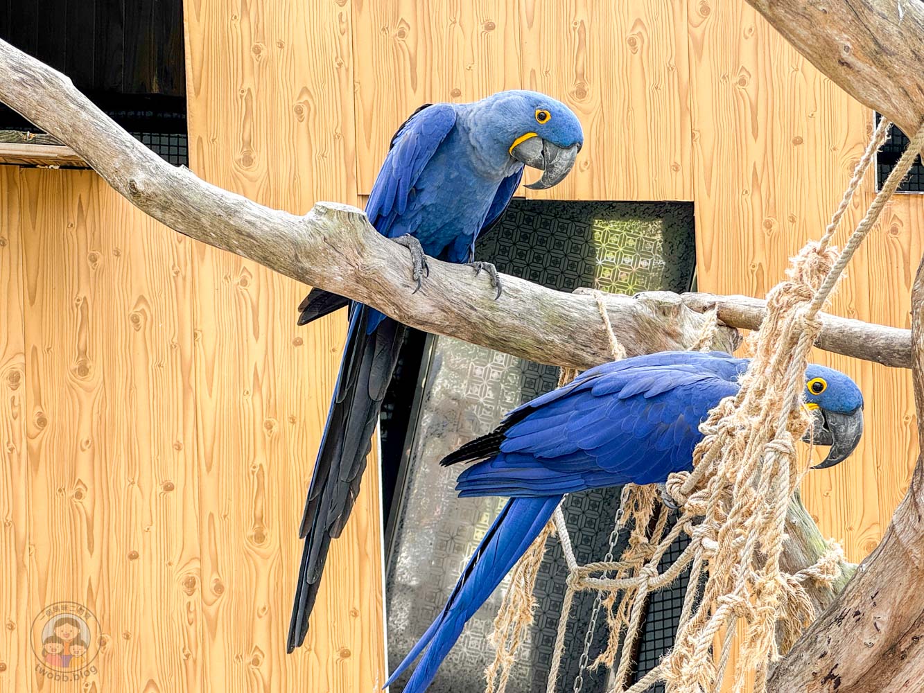南投｜九九峰動物樂園》2026門票，中部唯一大型動物鳥禽樂園，可愛動物、鸚鵡零距離互動，還有恐龍火車。