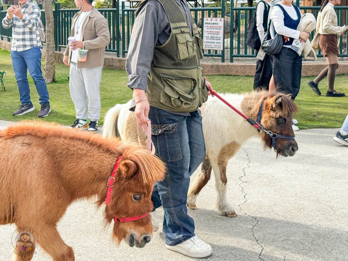 南投｜九九峰動物樂園》2026門票，中部唯一大型動物鳥禽樂園，可愛動物、鸚鵡零距離互動，還有恐龍火車。