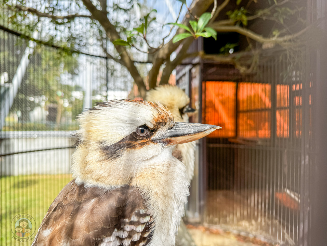 南投｜九九峰動物樂園》2026門票，中部唯一大型動物鳥禽樂園，可愛動物、鸚鵡零距離互動，還有恐龍火車。