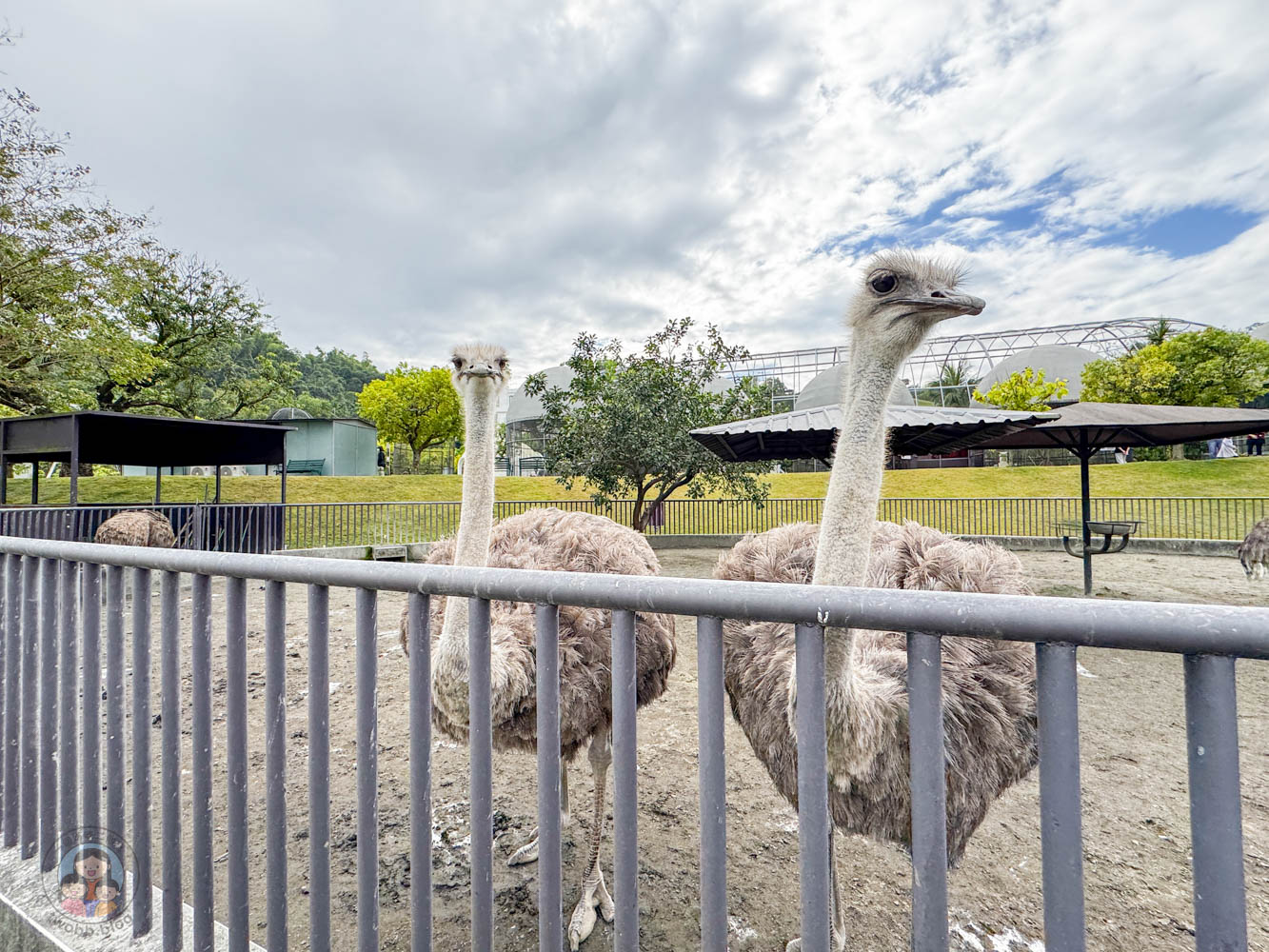 南投｜九九峰動物樂園》2026門票，中部唯一大型動物鳥禽樂園，可愛動物、鸚鵡零距離互動，還有恐龍火車。