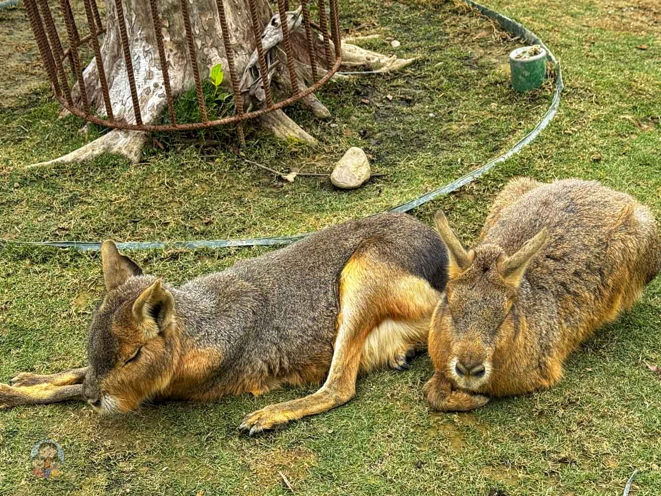 南投｜九九峰動物樂園》2026門票，中部唯一大型動物鳥禽樂園，可愛動物、鸚鵡零距離互動，還有恐龍火車。