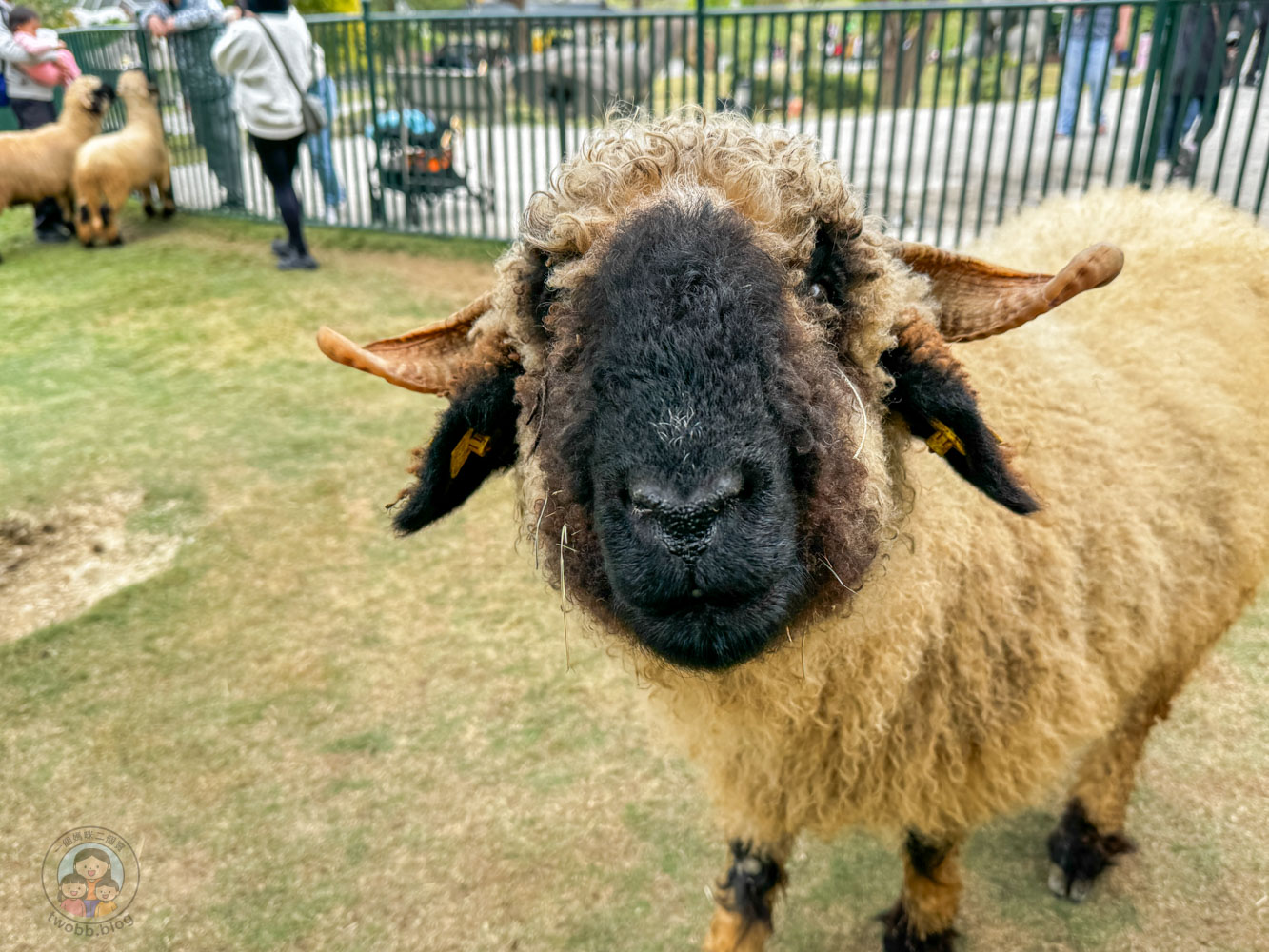 南投｜九九峰動物樂園》2026門票，中部唯一大型動物鳥禽樂園，可愛動物、鸚鵡零距離互動，還有恐龍火車。