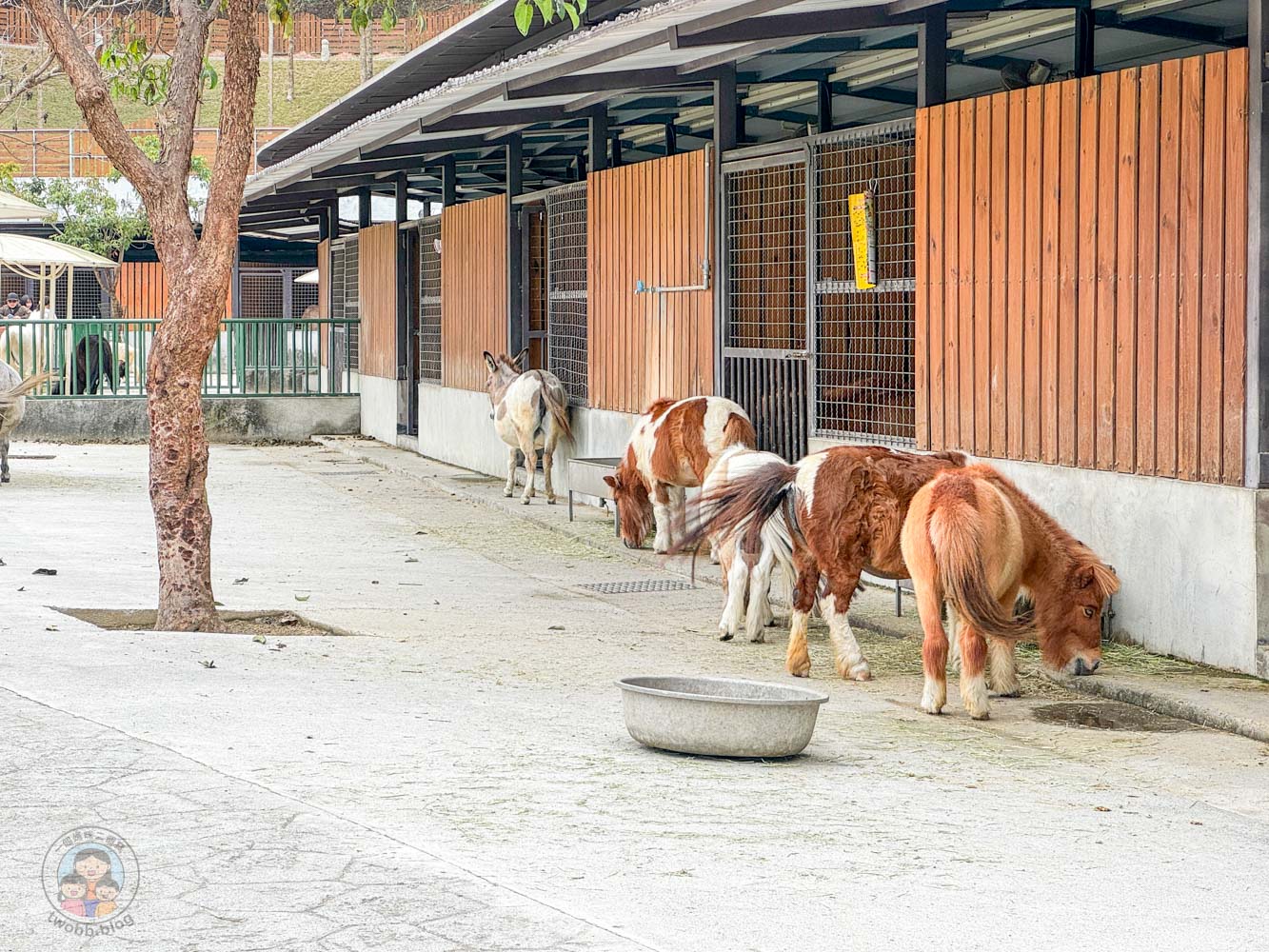 南投｜九九峰動物樂園》2026門票，中部唯一大型動物鳥禽樂園，可愛動物、鸚鵡零距離互動，還有恐龍火車。
