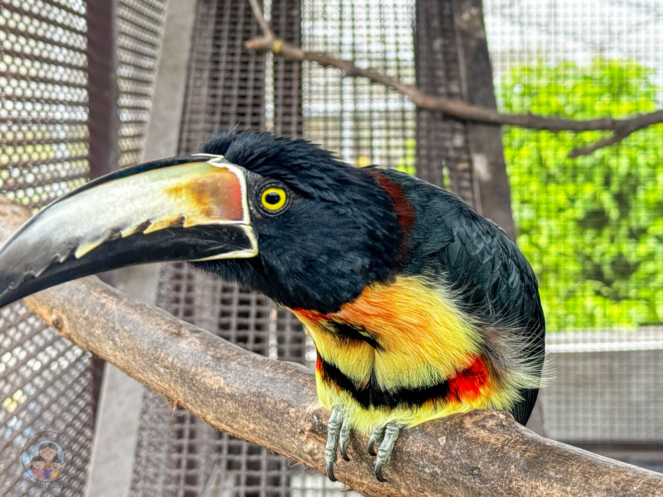南投｜九九峰動物樂園》2026門票，中部唯一大型動物鳥禽樂園，可愛動物、鸚鵡零距離互動，還有恐龍火車。
