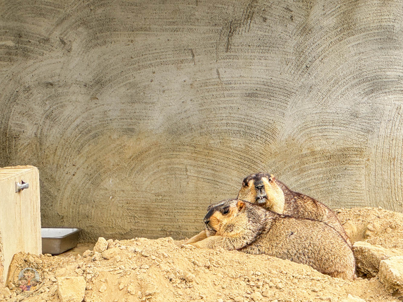 南投｜九九峰動物樂園》2026門票，中部唯一大型動物鳥禽樂園，可愛動物、鸚鵡零距離互動，還有恐龍火車。