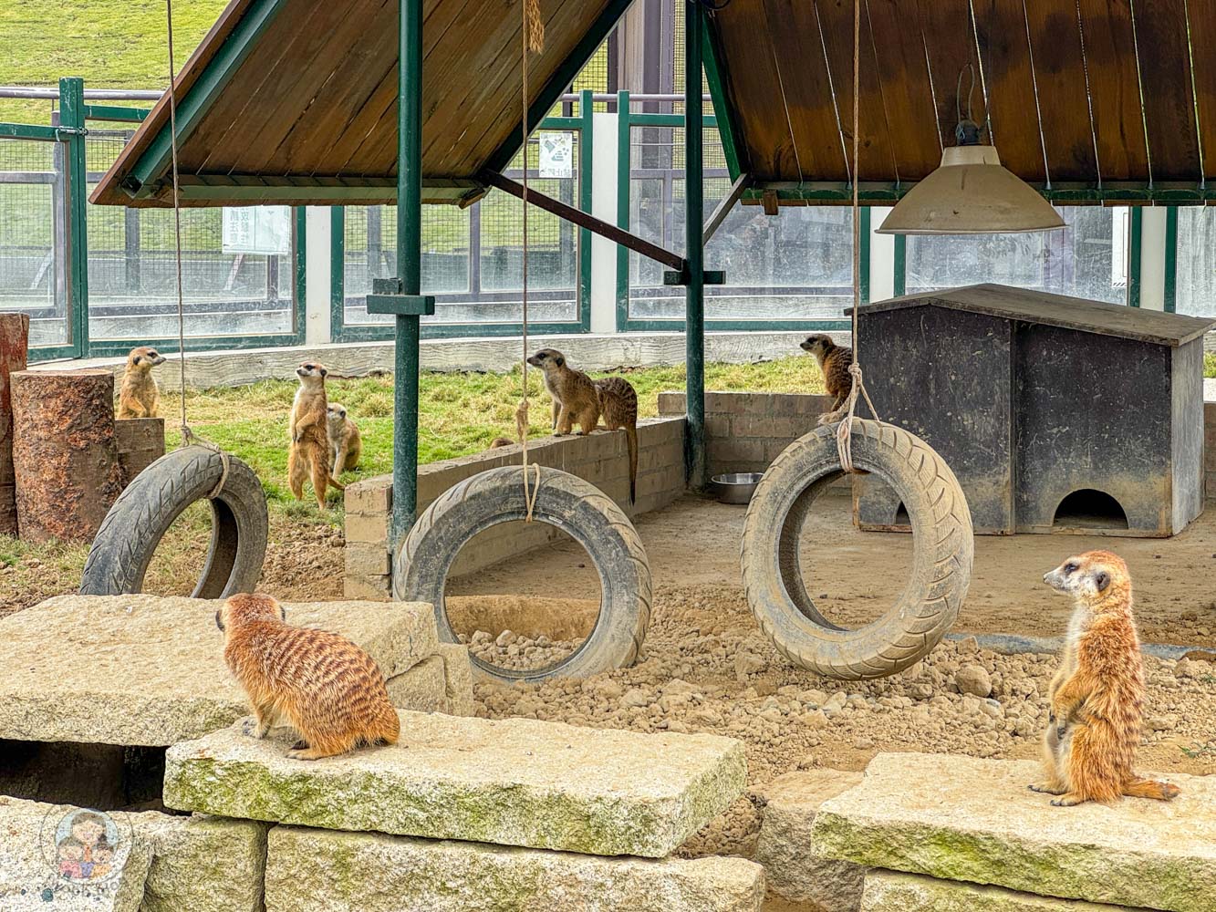南投｜九九峰動物樂園》2026門票，中部唯一大型動物鳥禽樂園，可愛動物、鸚鵡零距離互動，還有恐龍火車。