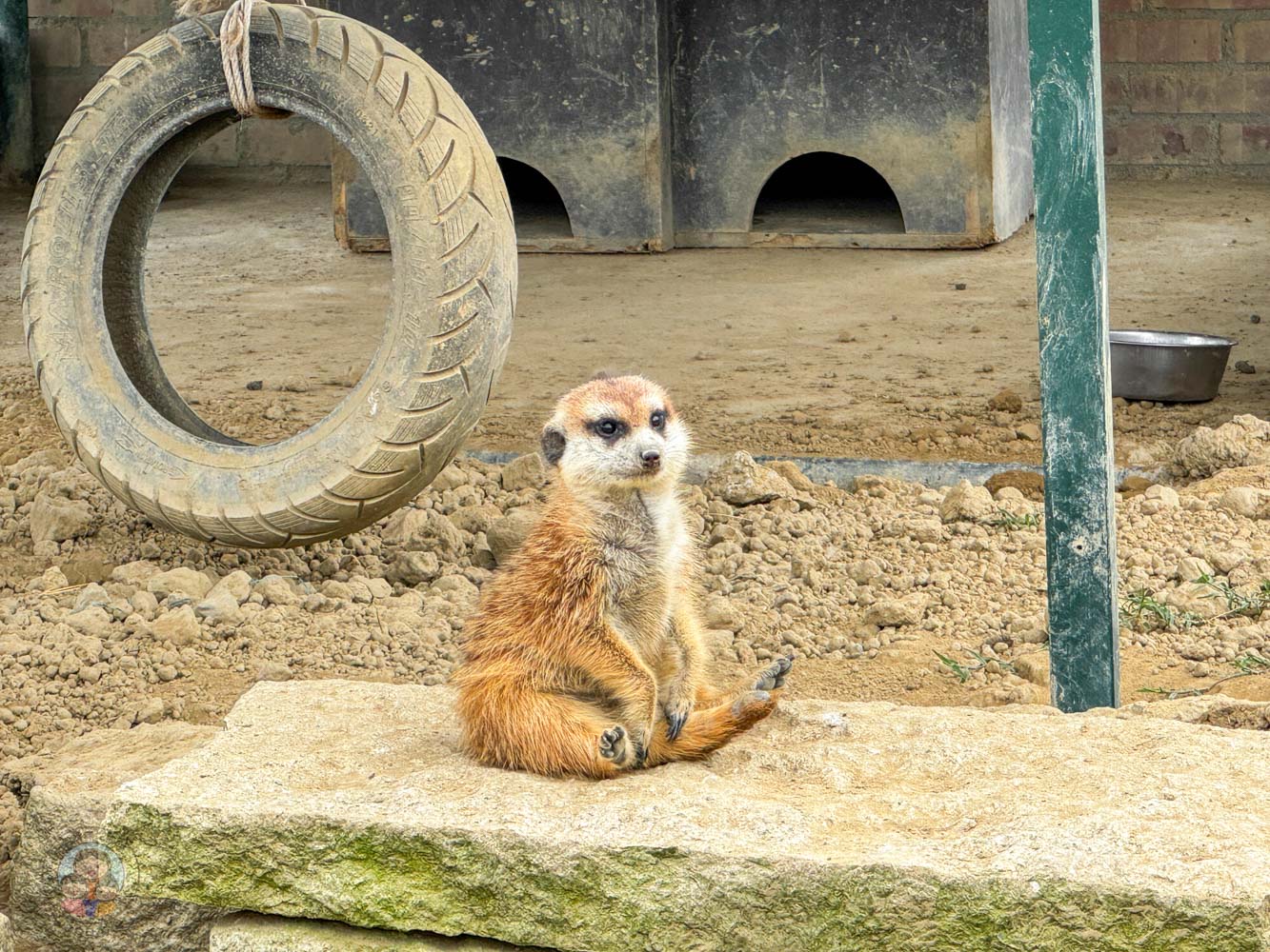 南投｜九九峰動物樂園》2026門票，中部唯一大型動物鳥禽樂園，可愛動物、鸚鵡零距離互動，還有恐龍火車。