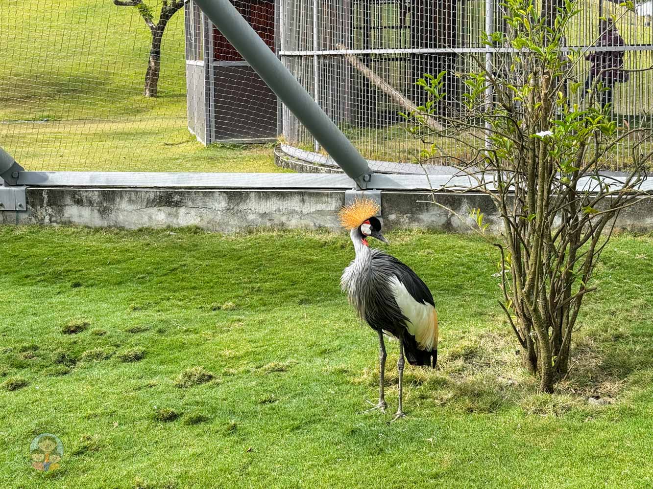 南投｜九九峰動物樂園》2026門票，中部唯一大型動物鳥禽樂園，可愛動物、鸚鵡零距離互動，還有恐龍火車。