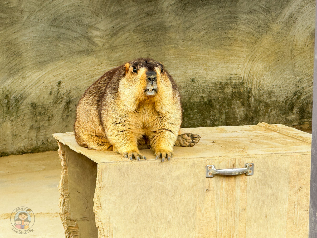 南投｜九九峰動物樂園》2026門票，中部唯一大型動物鳥禽樂園，可愛動物、鸚鵡零距離互動，還有恐龍火車。
