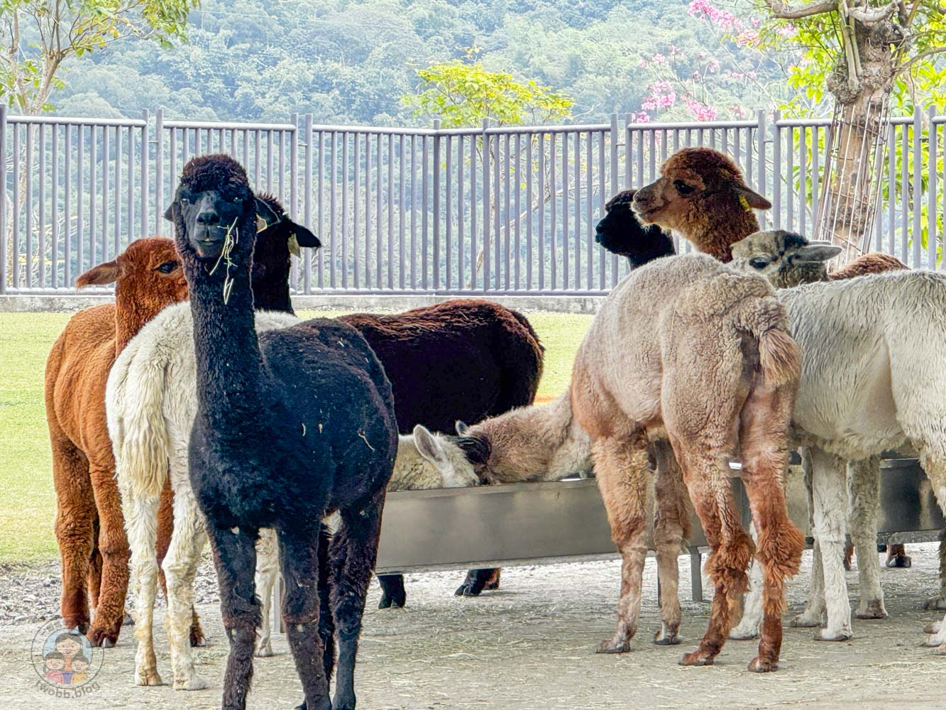 南投｜九九峰動物樂園》2026門票，中部唯一大型動物鳥禽樂園，可愛動物、鸚鵡零距離互動，還有恐龍火車。