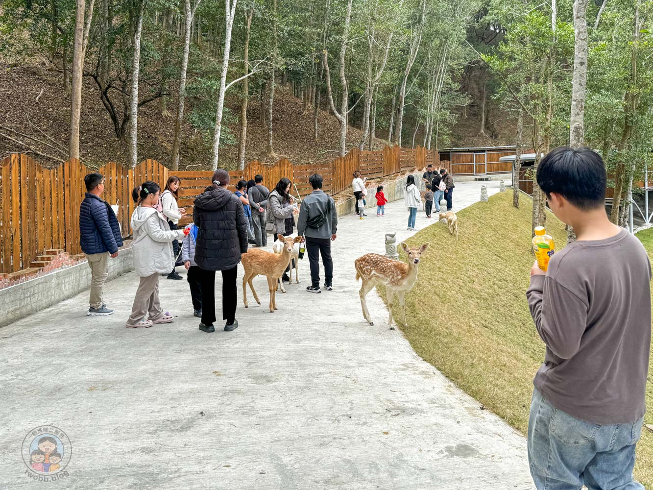 南投｜九九峰動物樂園》2026門票，中部唯一大型動物鳥禽樂園，可愛動物、鸚鵡零距離互動，還有恐龍火車。