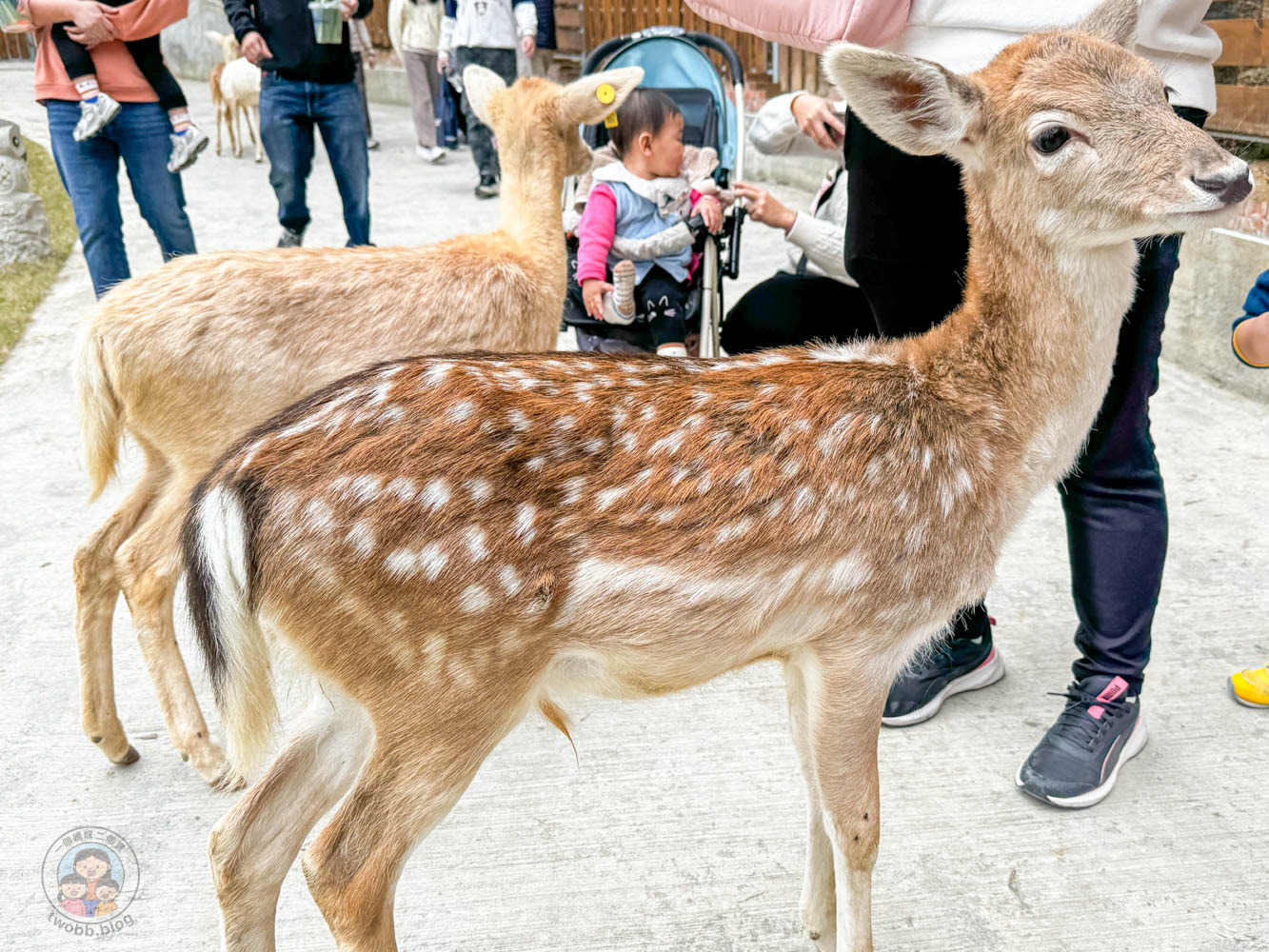 南投｜九九峰動物樂園》2026門票，中部唯一大型動物鳥禽樂園，可愛動物、鸚鵡零距離互動，還有恐龍火車。