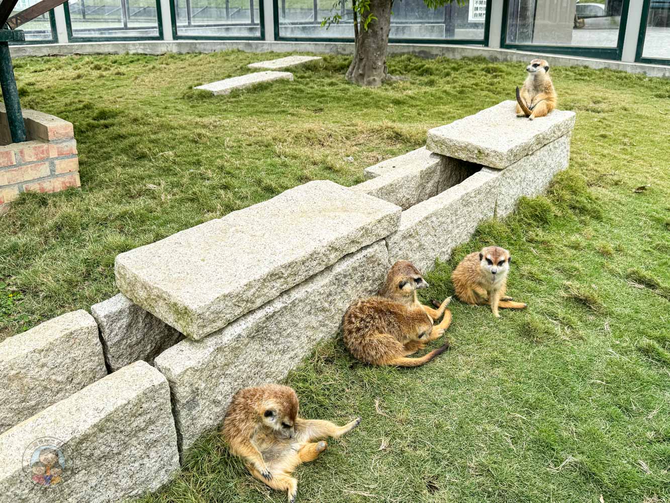 南投｜九九峰動物樂園》2026門票，中部唯一大型動物鳥禽樂園，可愛動物、鸚鵡零距離互動，還有恐龍火車。