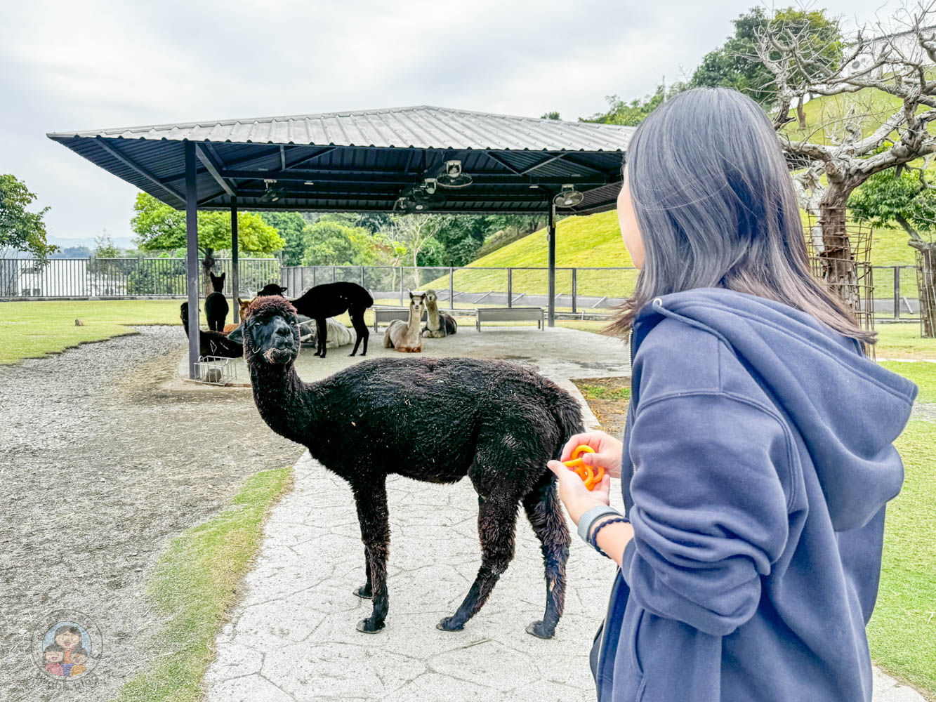 南投｜九九峰動物樂園》2026門票，中部唯一大型動物鳥禽樂園，可愛動物、鸚鵡零距離互動，還有恐龍火車。