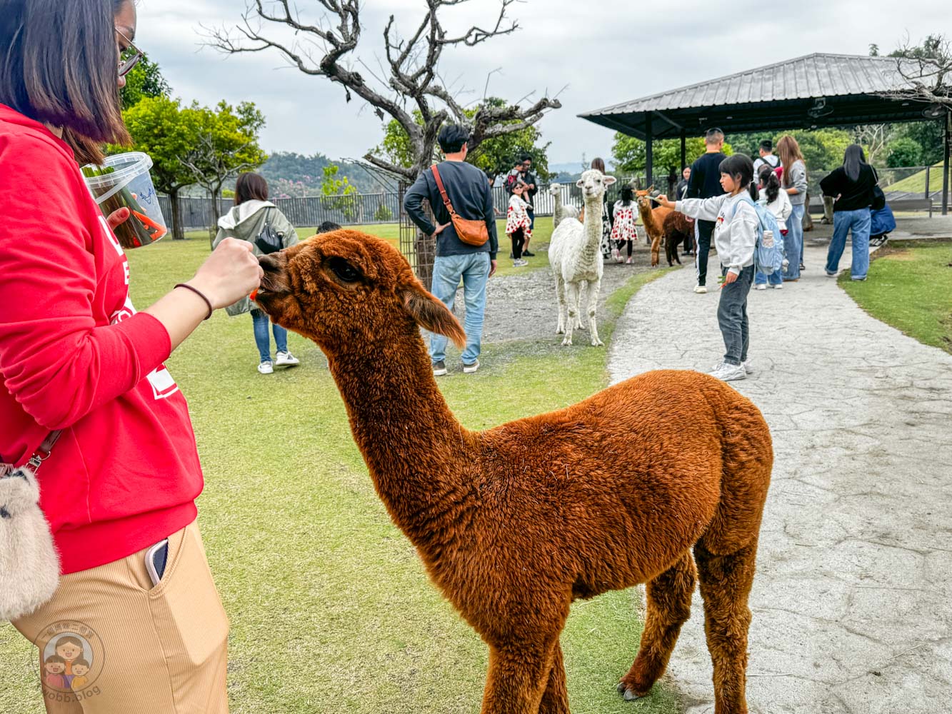 南投｜九九峰動物樂園》2026門票，中部唯一大型動物鳥禽樂園，可愛動物、鸚鵡零距離互動，還有恐龍火車。