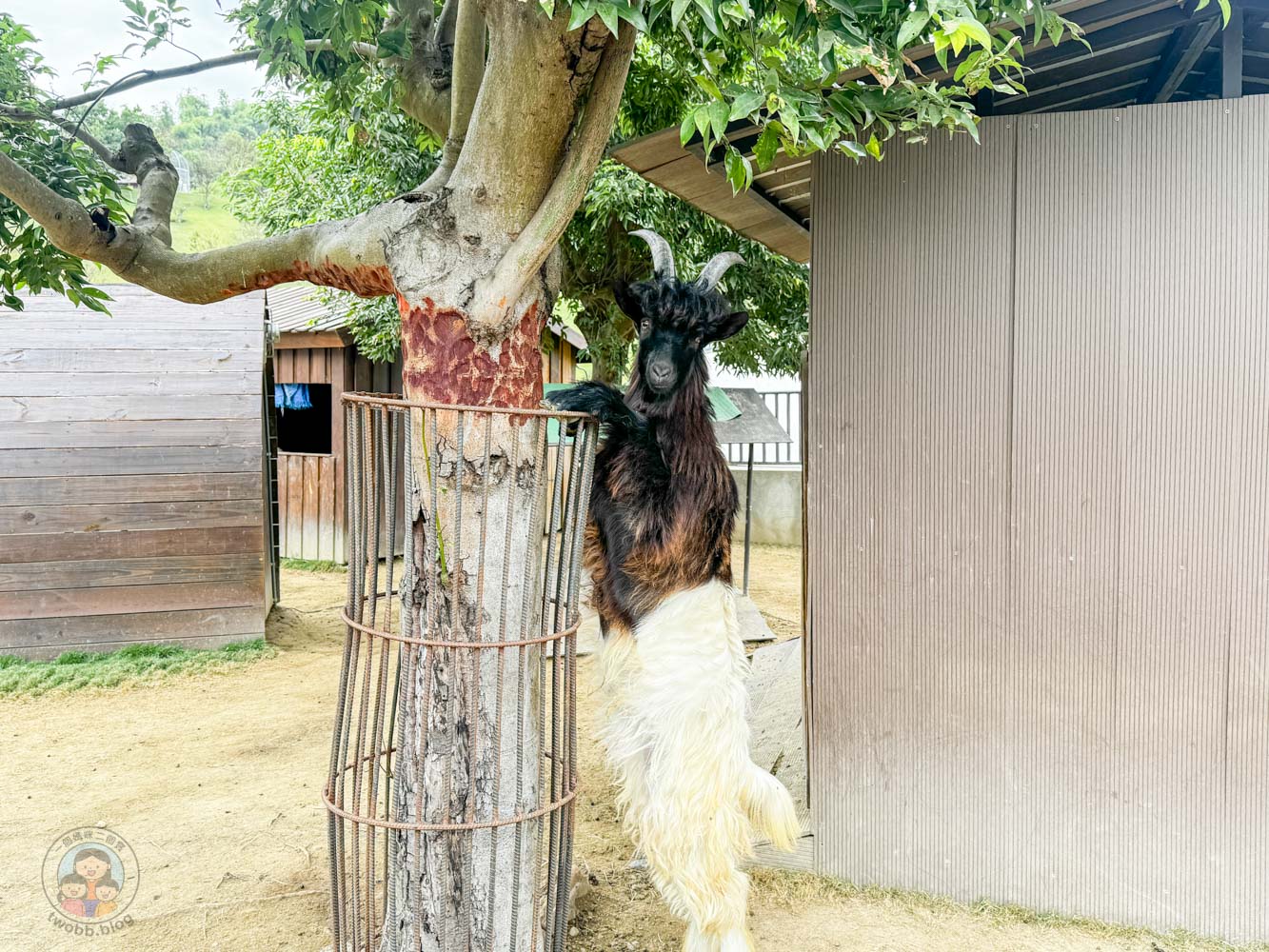 南投｜九九峰動物樂園》2026門票，中部唯一大型動物鳥禽樂園，可愛動物、鸚鵡零距離互動，還有恐龍火車。