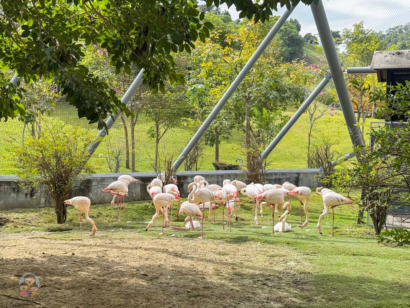南投｜九九峰動物樂園》2026門票，中部唯一大型動物鳥禽樂園，可愛動物、鸚鵡零距離互動，還有恐龍火車。