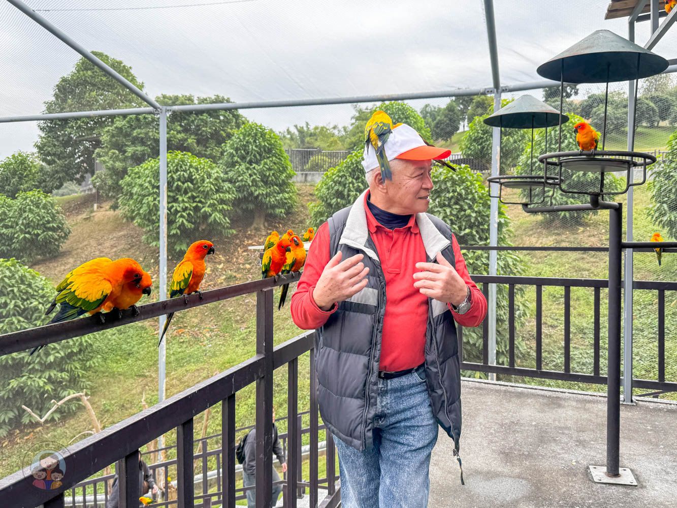 南投｜九九峰動物樂園》2026門票，中部唯一大型動物鳥禽樂園，可愛動物、鸚鵡零距離互動，還有恐龍火車。